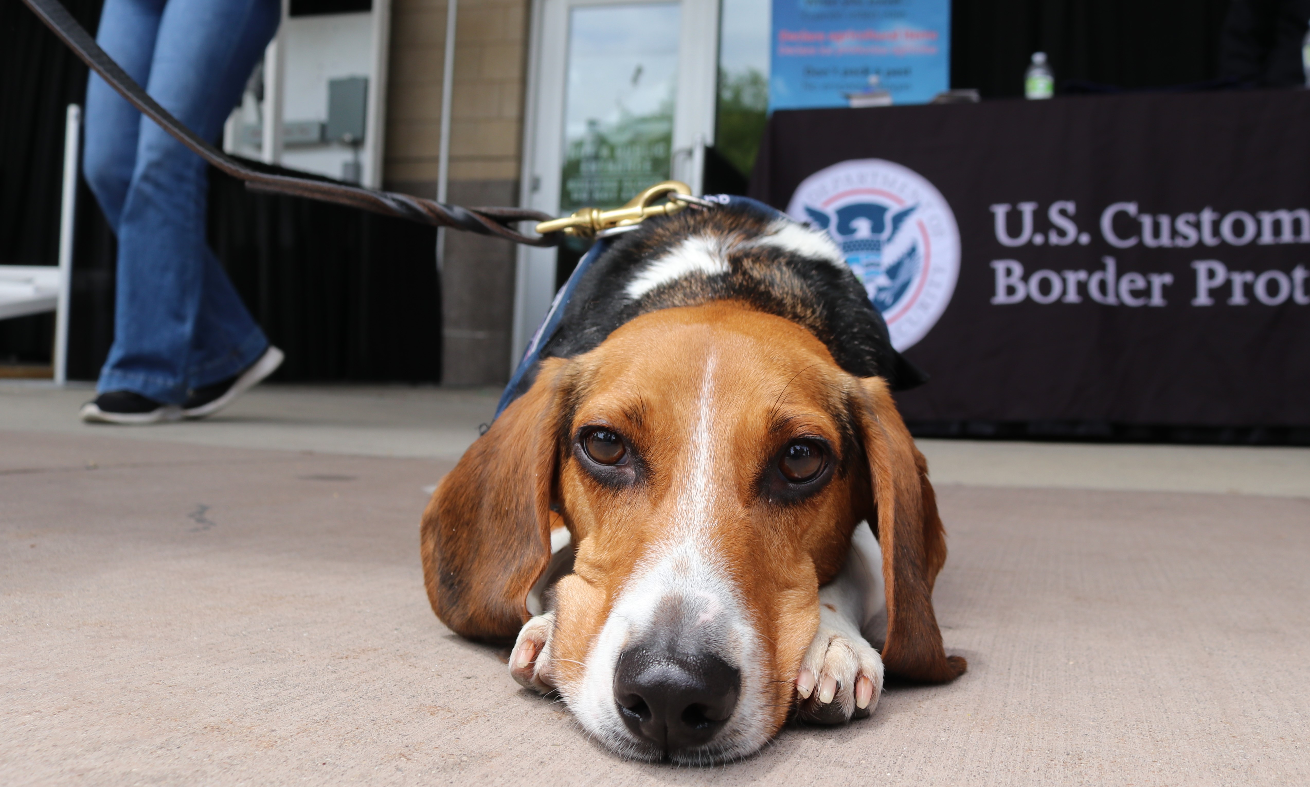 Meet the beagles protecting American agriculture - Vimarsana News