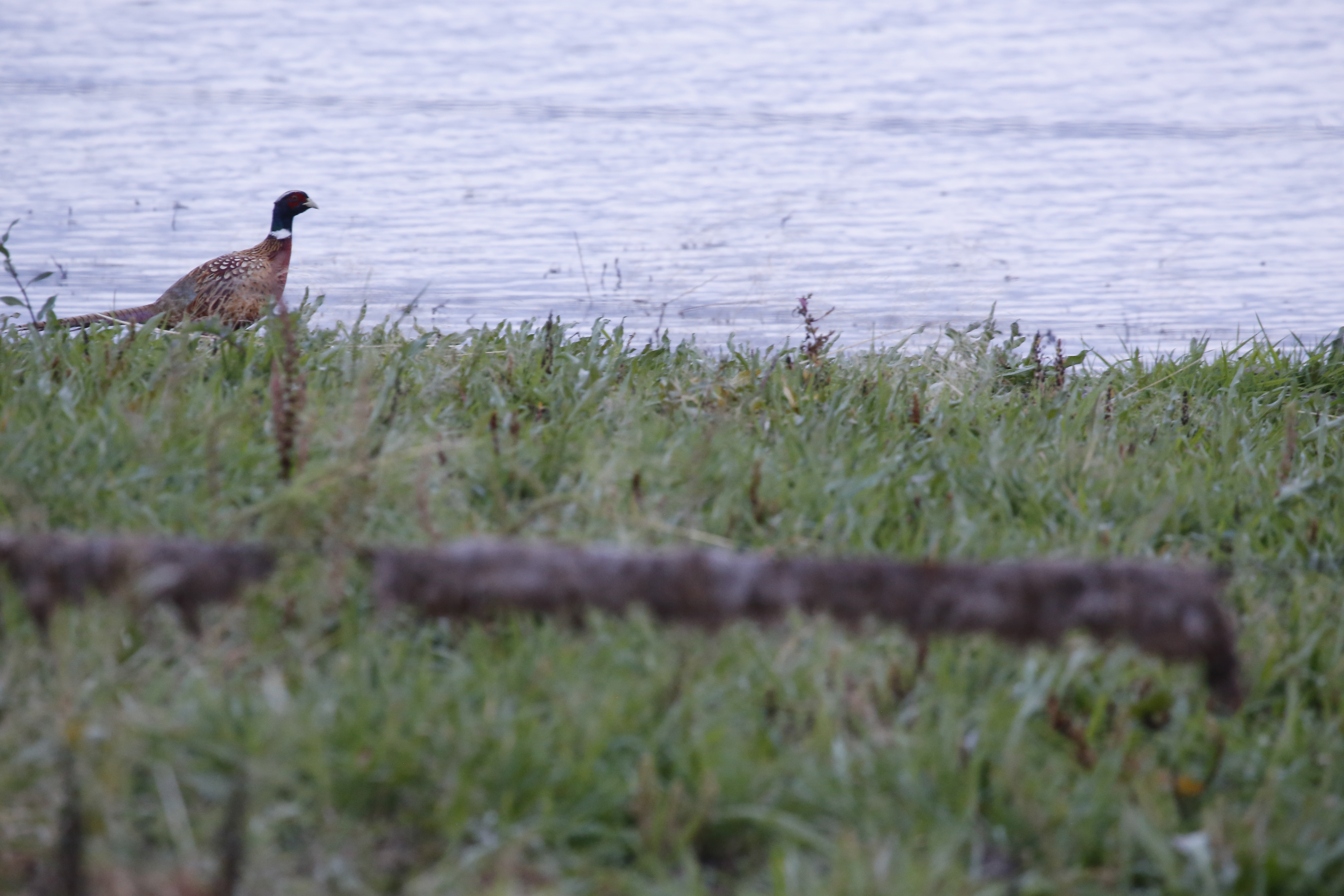 South Dakota road hunting laws the most lax in the Great Plains - Vimarsana News