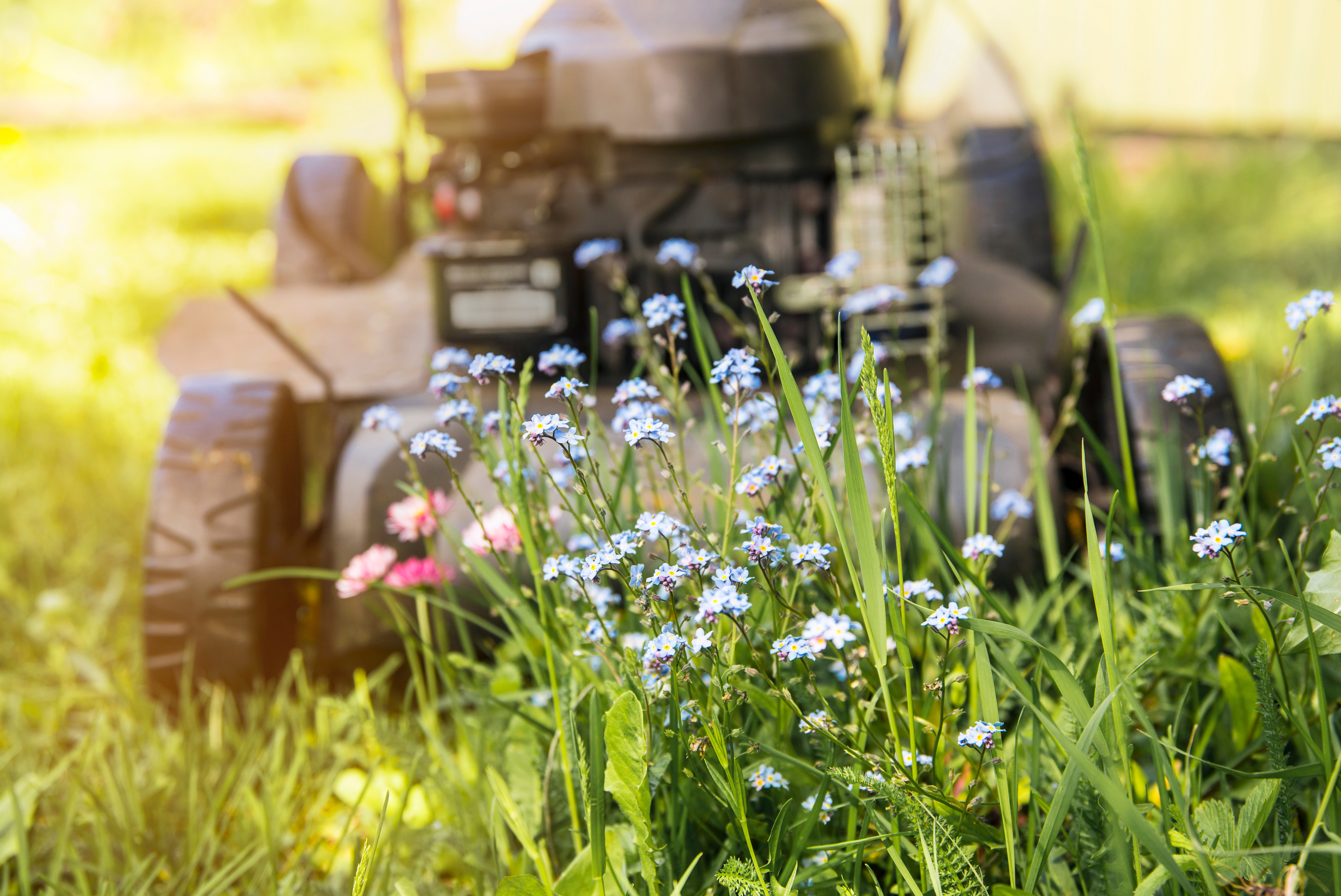 Master Gardener Sue Morris: 'No Mow May' well-intended as benefit to pollinators but exercise care with lawn - Vimarsana News