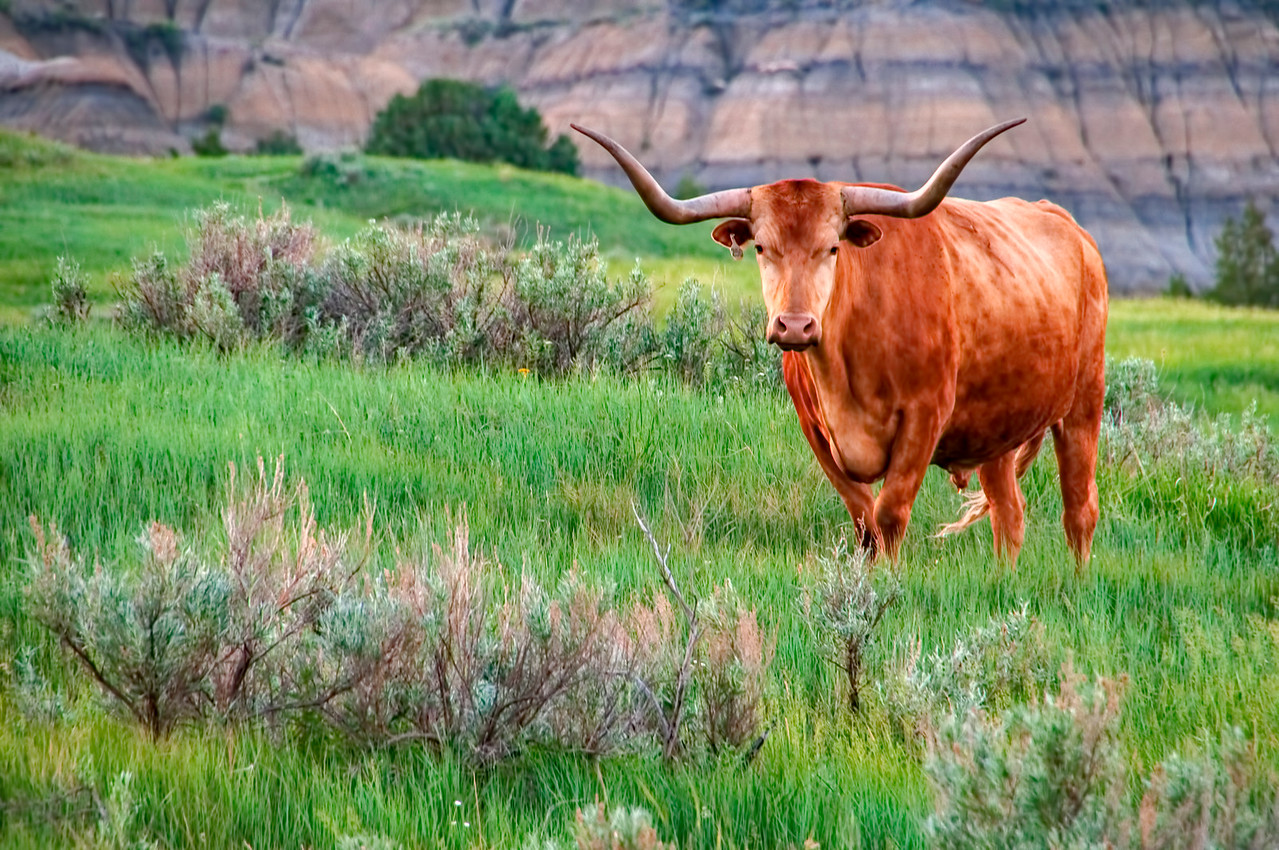 How did Texas longhorn cattle end up in Theodore Roosevelt National Park? - Vimarsana News