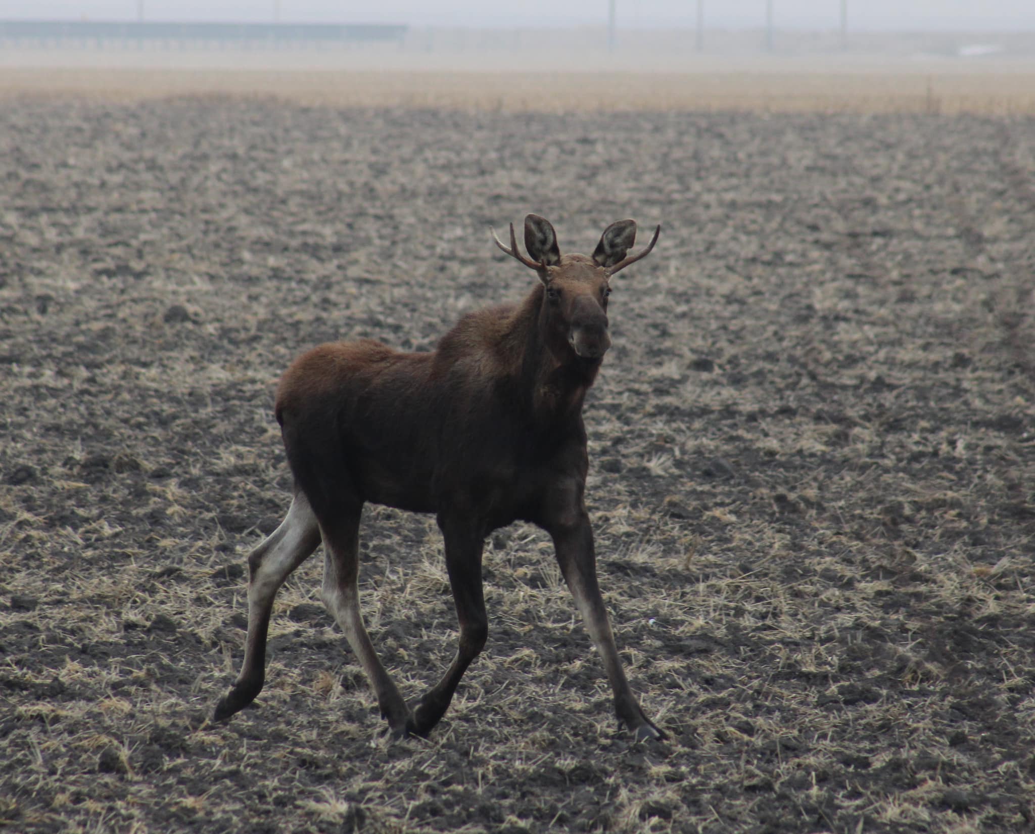 Rutt the Moose heads into 2024 with 50,000 new friends and a story to tell as he makes his way north of Fargo - Vimarsana News
