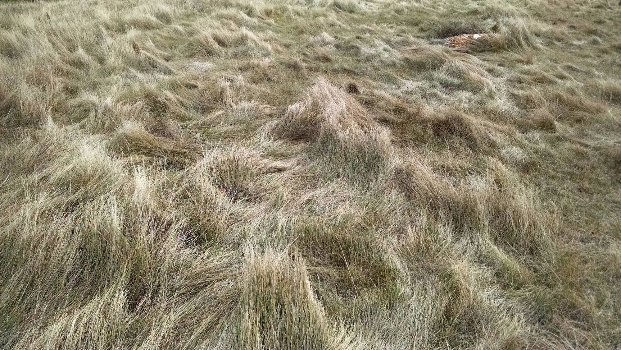 NDSU to host perennial cool-season invasive grasses workshop - Vimarsana News