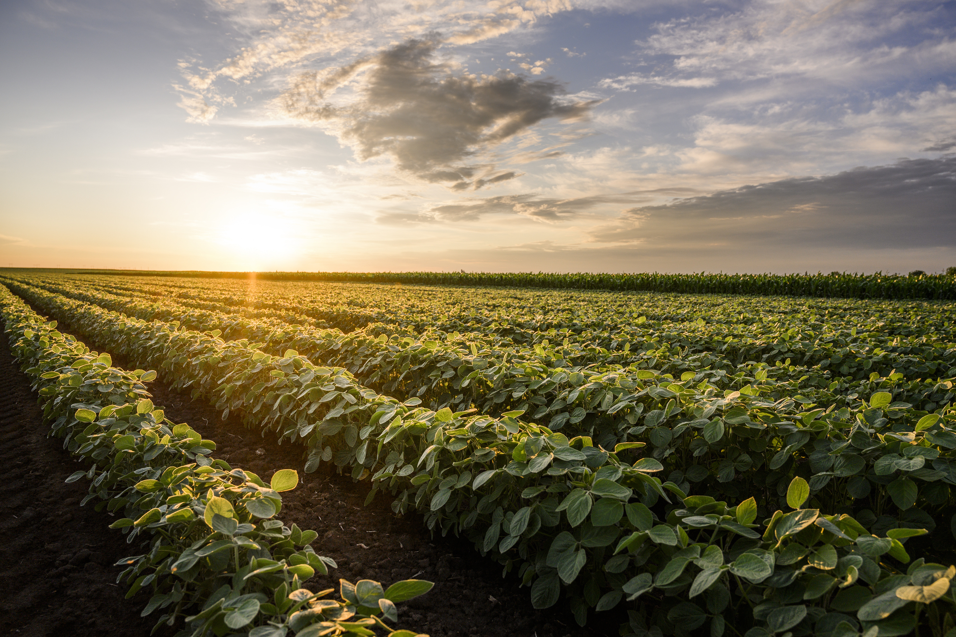 Scouting crops will be key in a wet spring - Vimarsana News