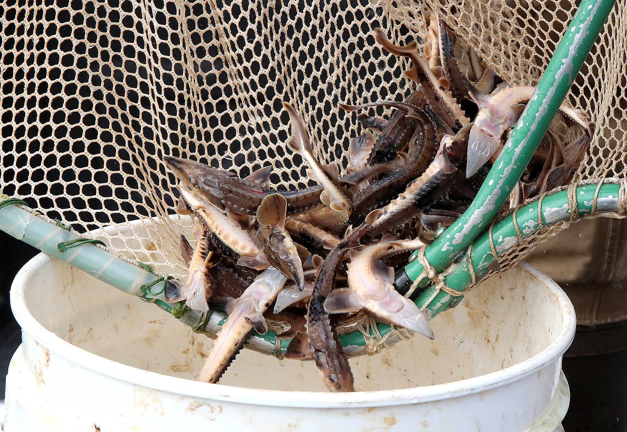 Wisconsin's US lawmakers want to exempt state sturgeon from possible endangered designation - Superior Telegram - Vimarsana News
