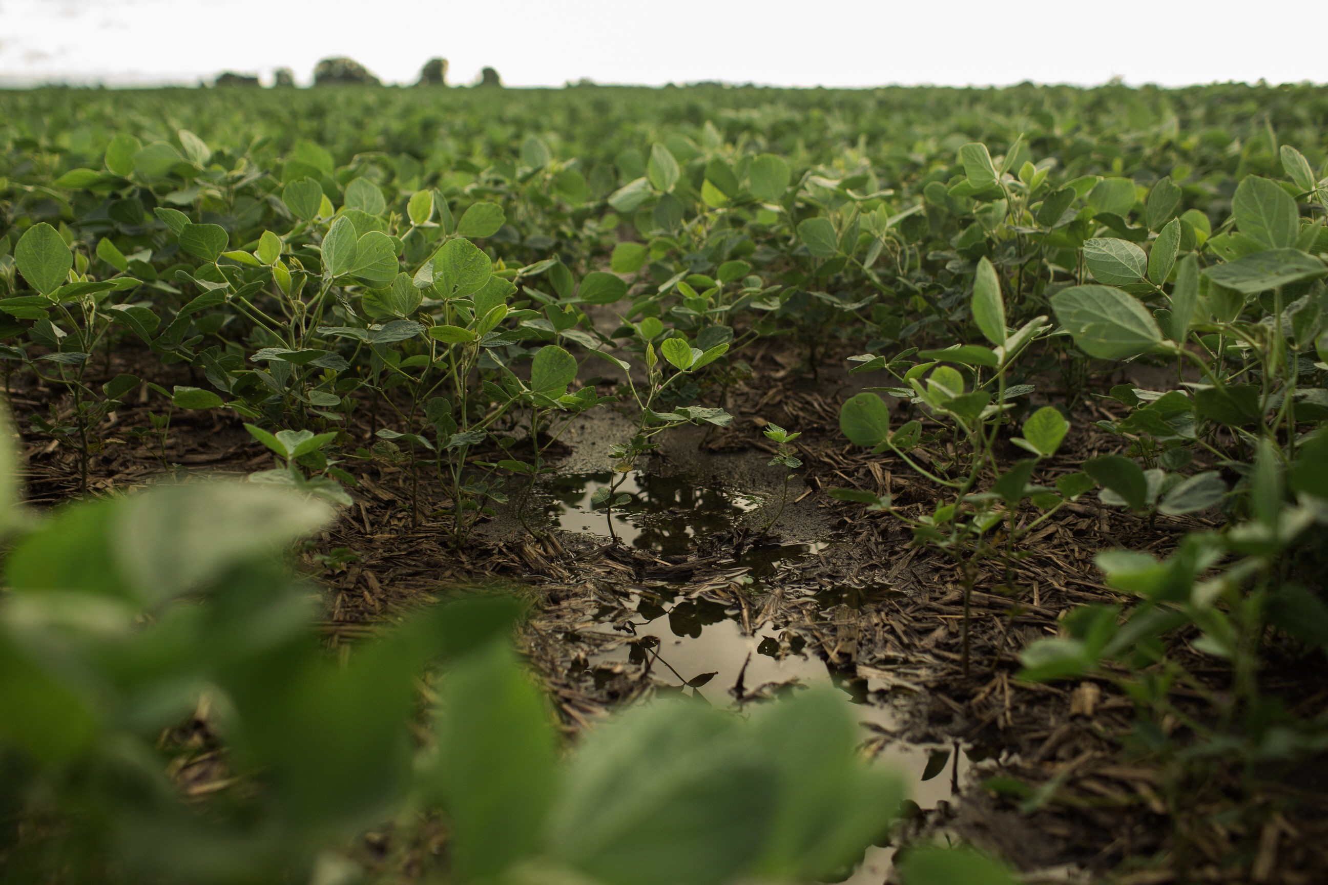 Rain pulls grains lower despite declining crop conditions - Vimarsana News