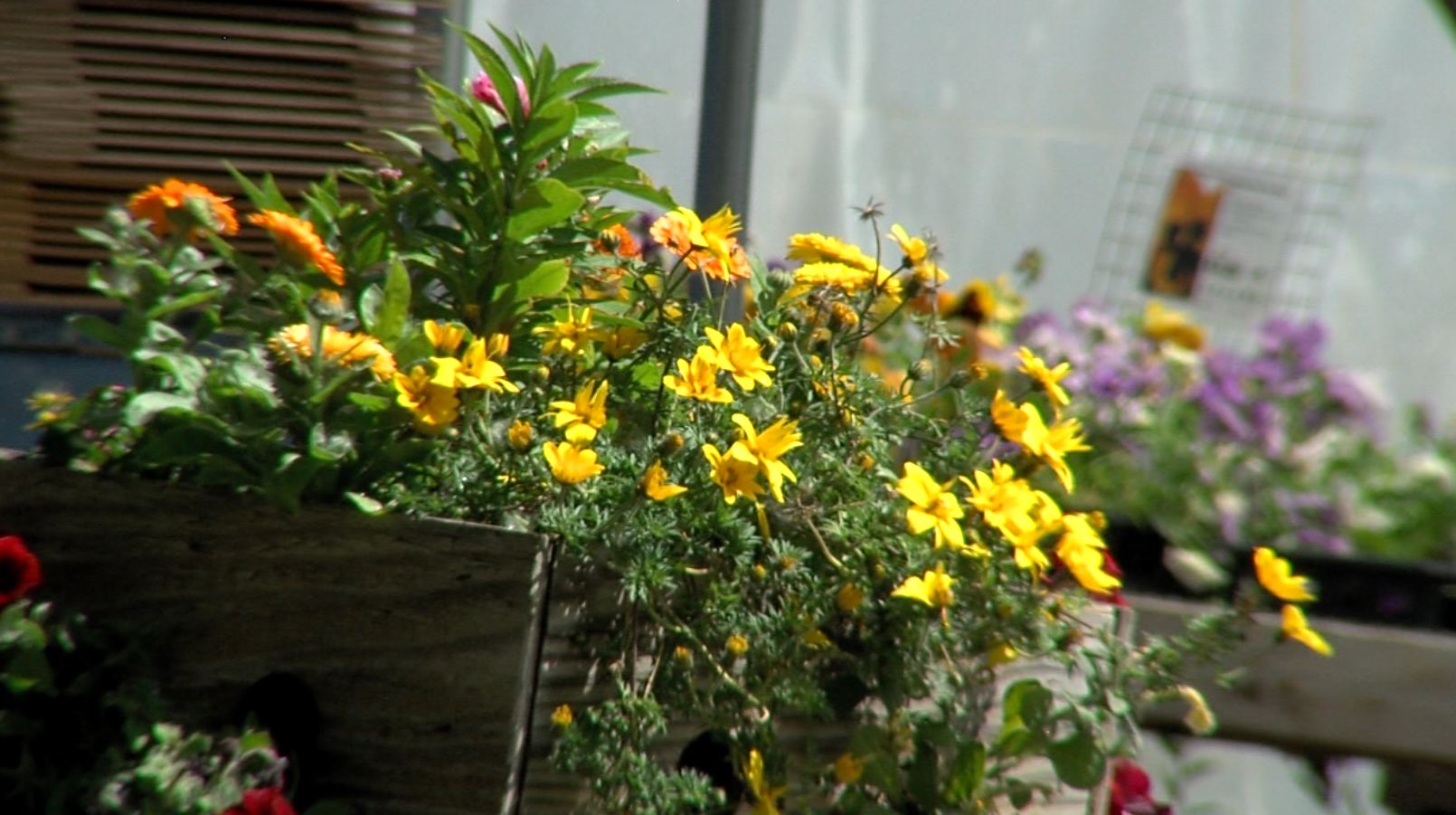 Garden center in Sabin celebrating 50 years in business - Vimarsana News