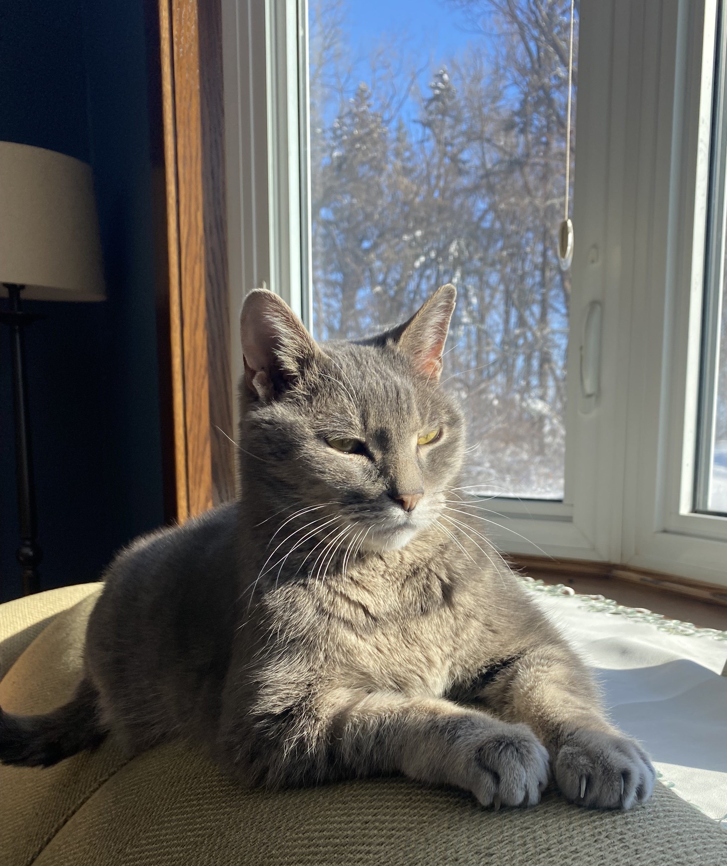 No excuse is good enough to abandon a pet - Vimarsana News