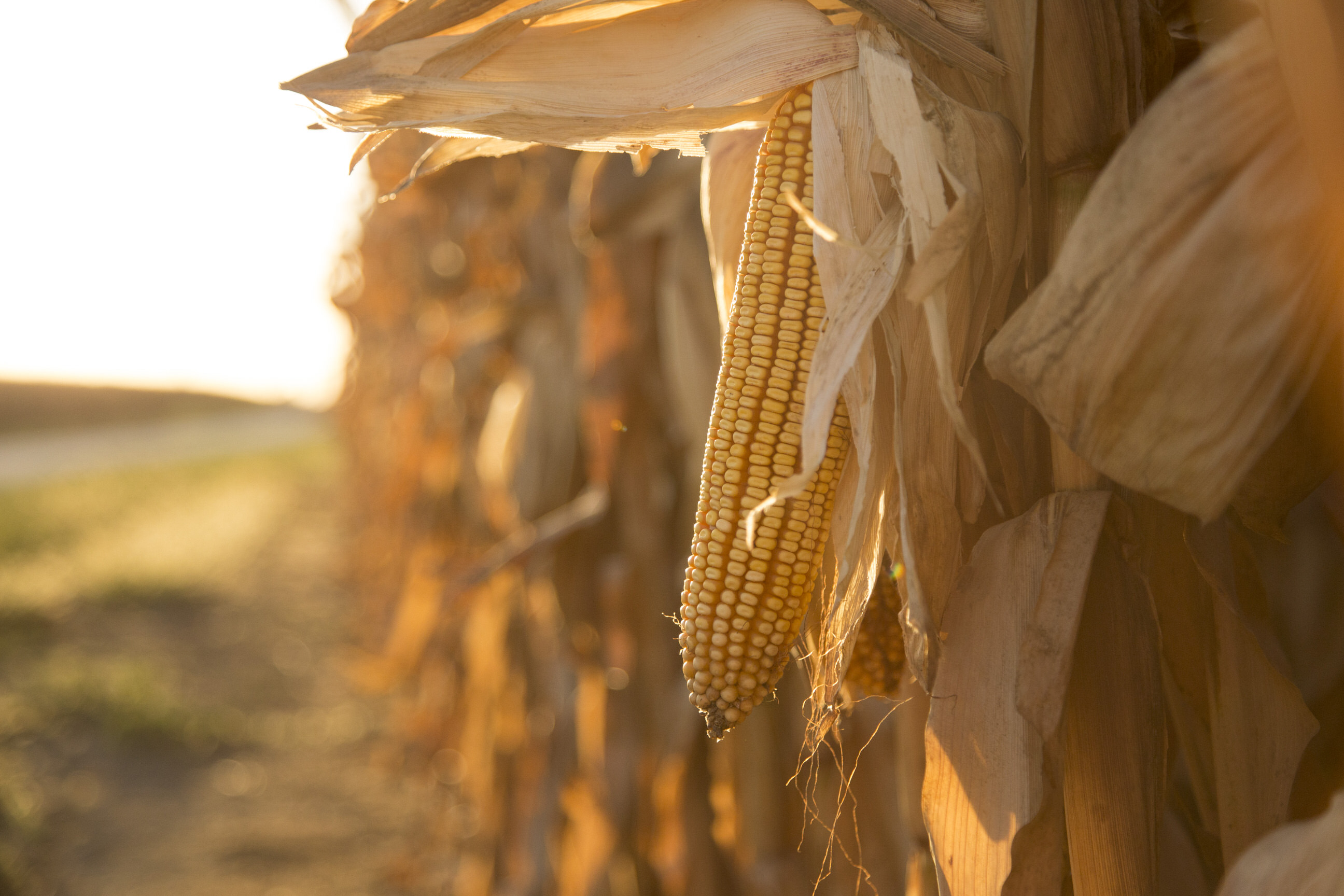 US looking at 'all options' over corn dispute with Mexico, says official - Vimarsana News