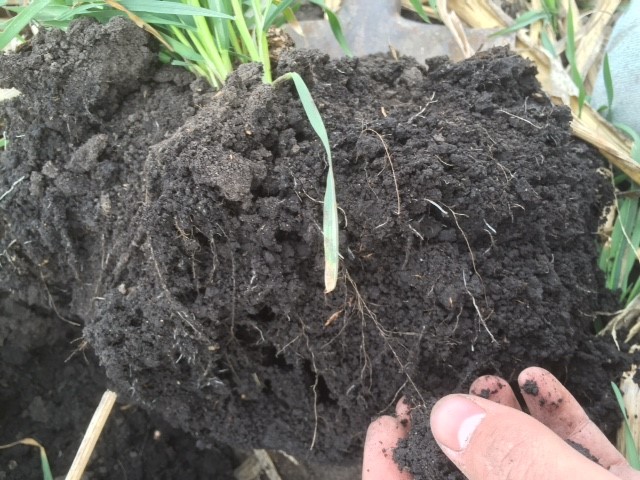 Minnesotans invited to breathe new life into soil and water with cover crops - Vimarsana News