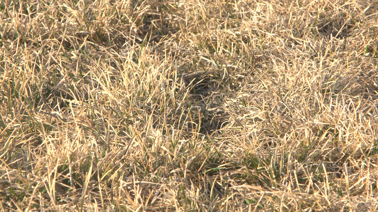 Despite warm temps, yard work should be held off a littler longer - Vimarsana News
