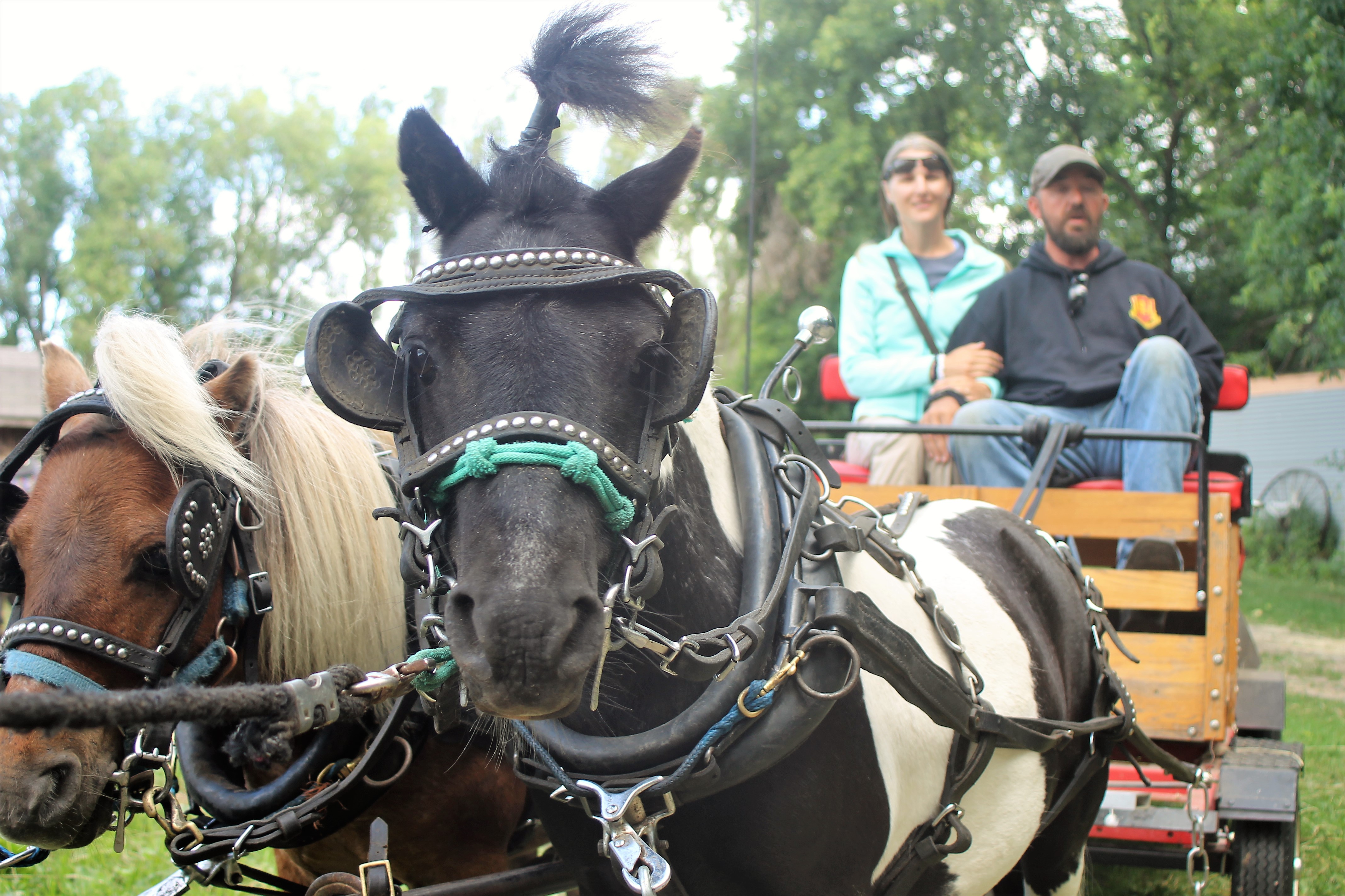 Horseback trail rides are now offered near Snellman - Vimarsana News