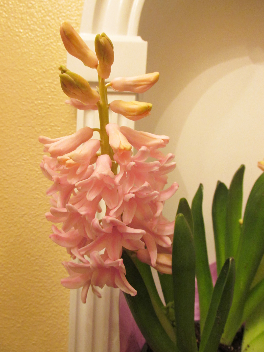 Easter is the gateway to spring - Vimarsana News