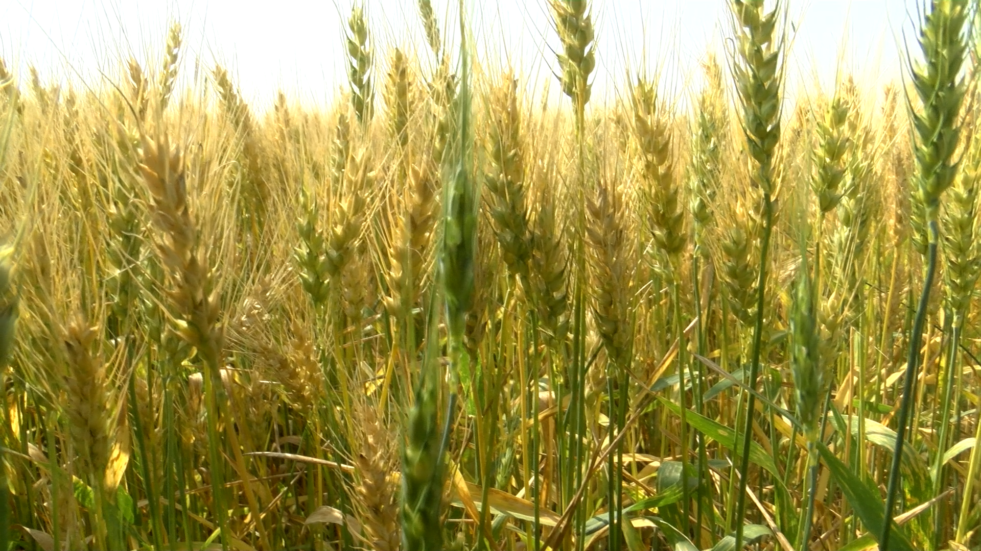 Northeastern North Dakota wheat condition depends on where the rains fell - Vimarsana News