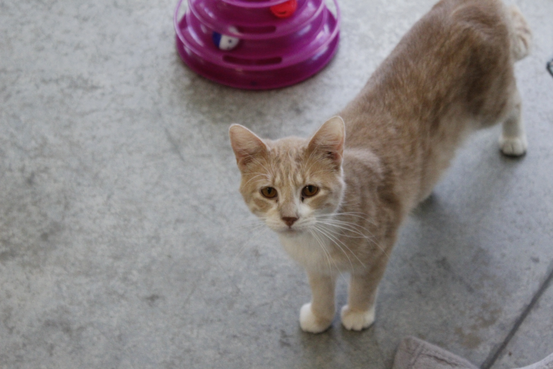 Dozens of cats rescued in hoarding sting have been adopted, according to St. Cloud shelter - Vimarsana News