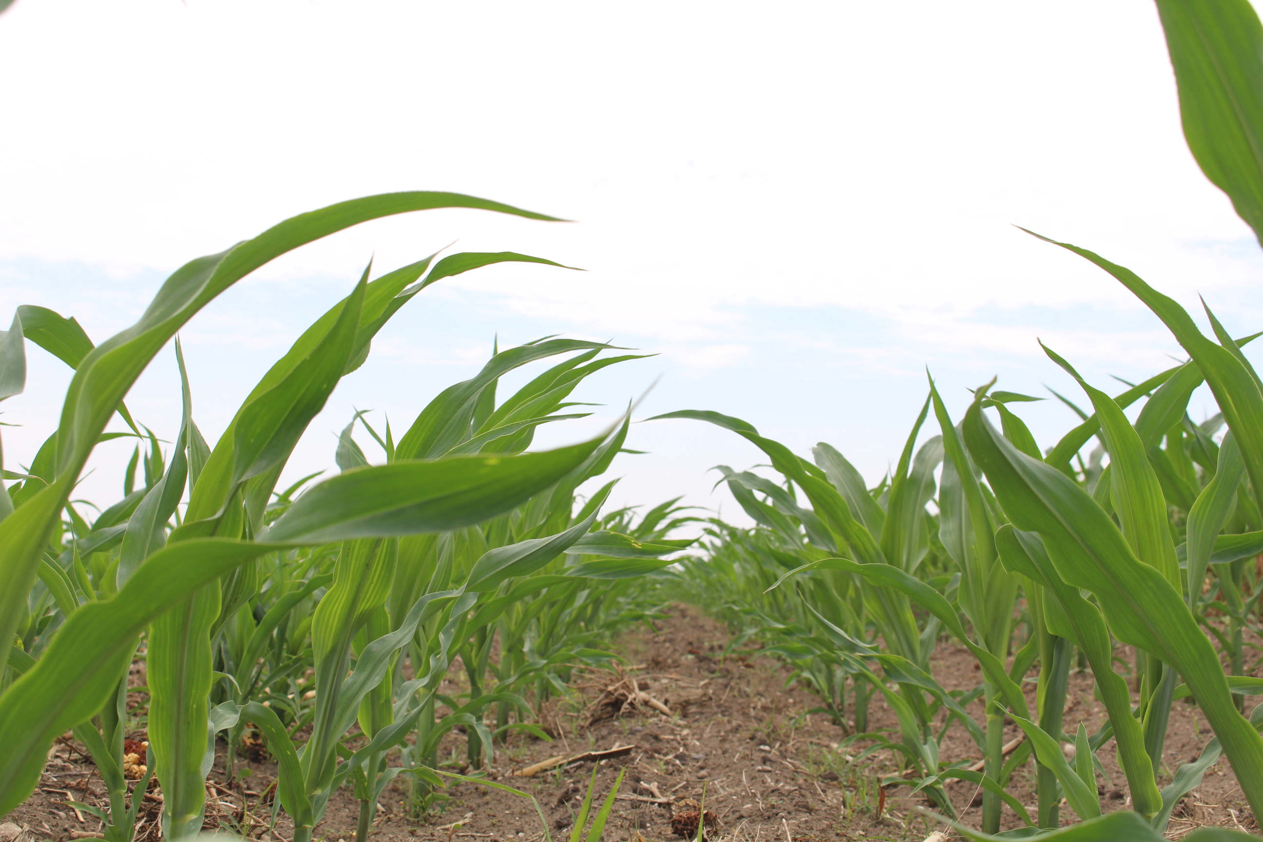 Northern Plains' crops are off to a fast start after late planting, but many places could use some rain - Vimarsana News