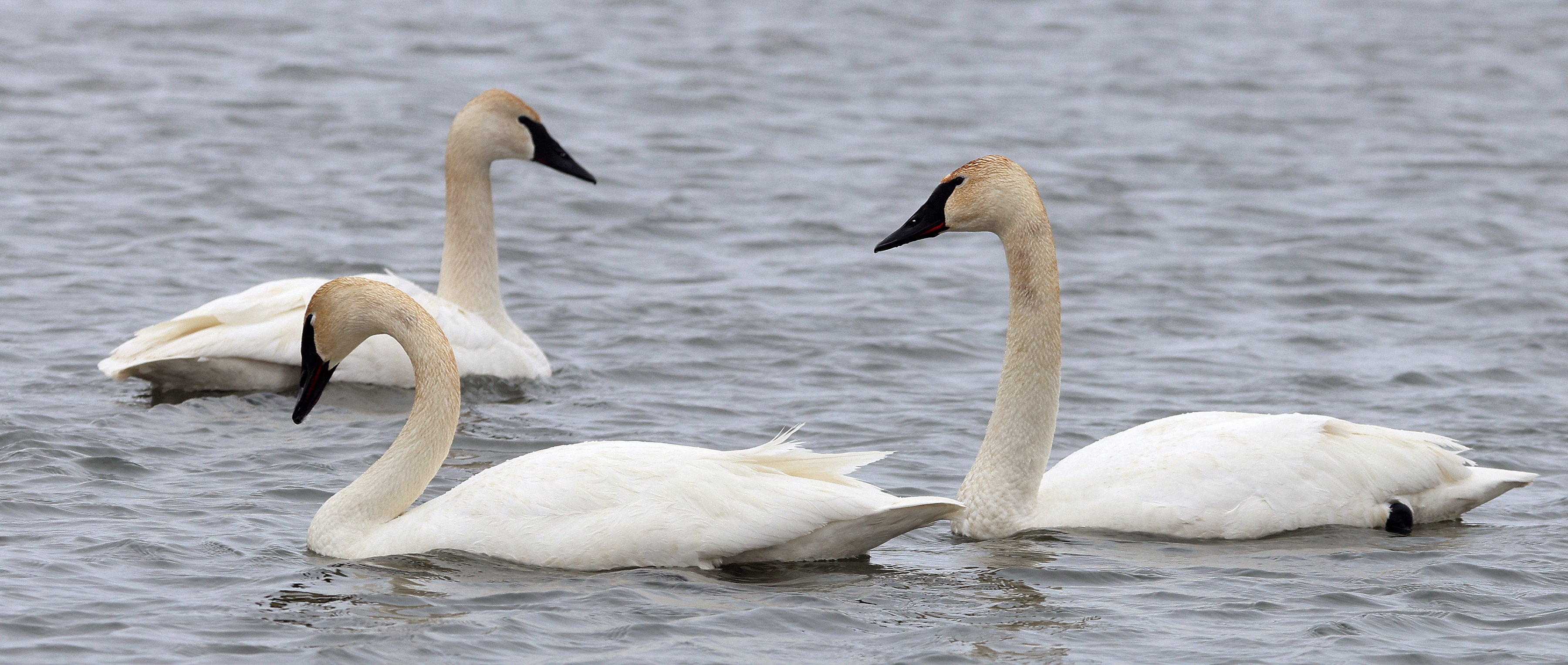 Photos: Trumpeter swans enjoy a morning on Lake Okabena - Vimarsana News