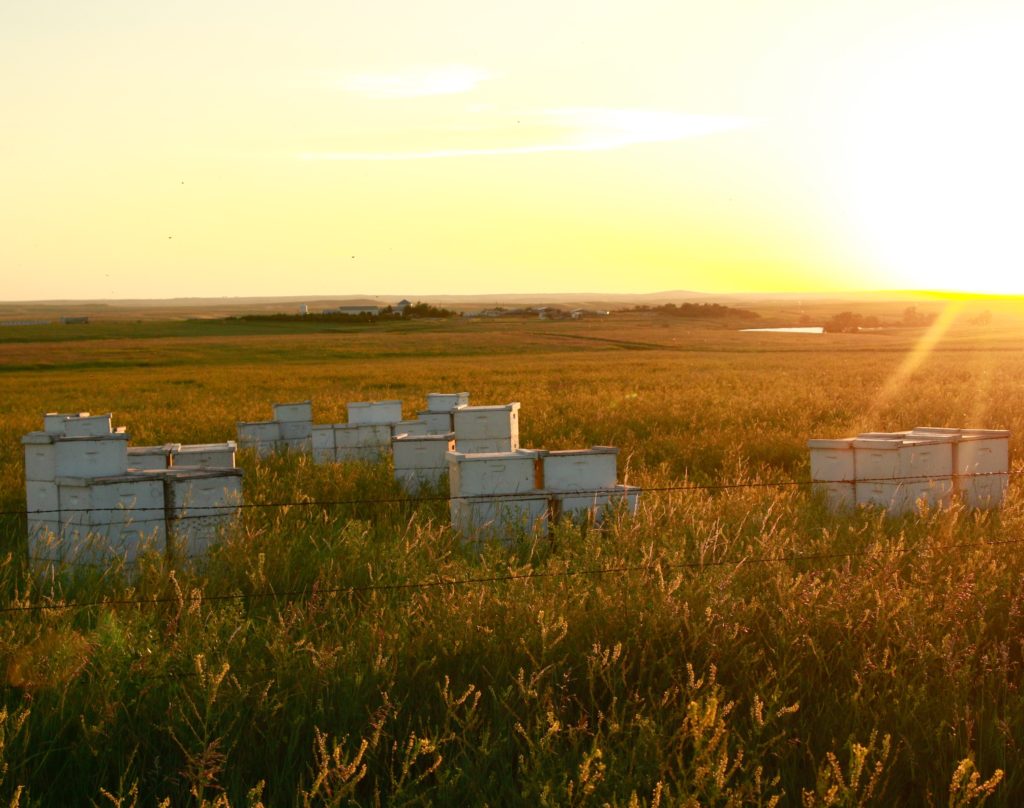 As bee losses prevail, beekeepers' struggles continue - Mitchell Republic | News, weather, sports from Mitchell South Dakota - Vimarsana News