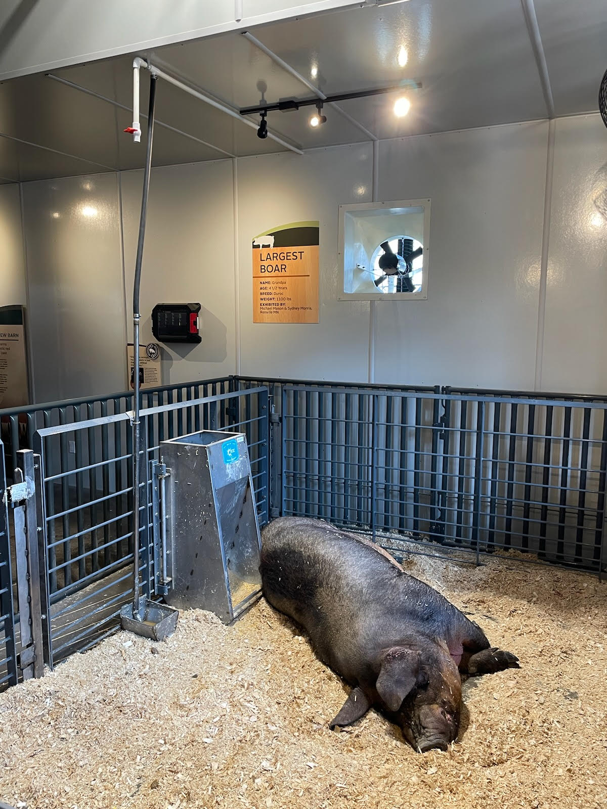 West-central Minn. family wins for biggest pig at the State Fair - Vimarsana News