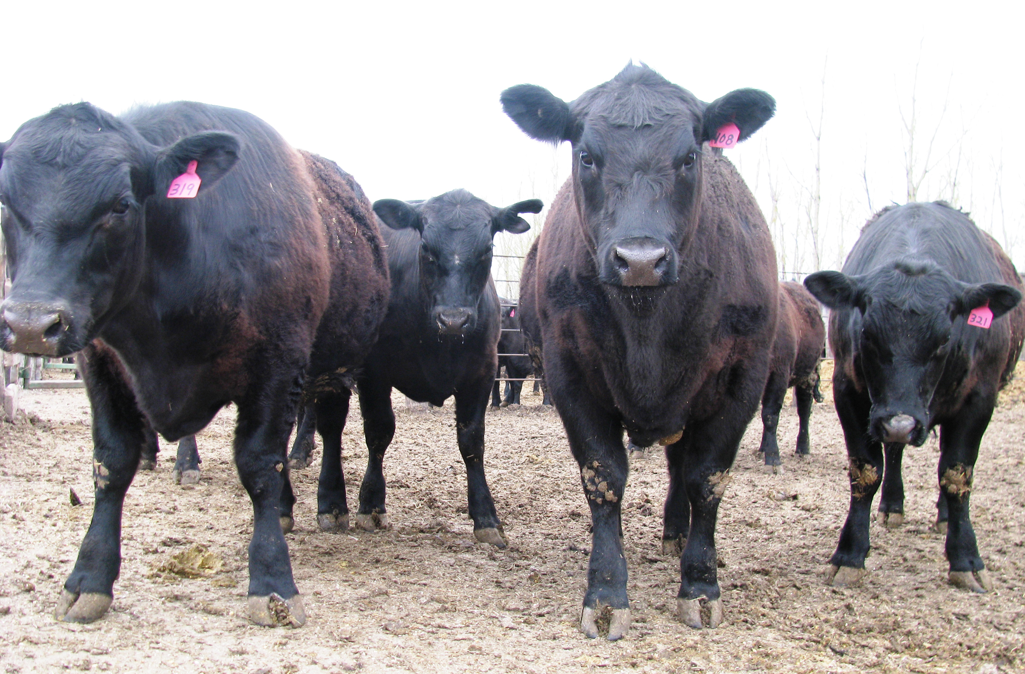 North Dakota Angus University Feed-out Program gearing up - Vimarsana News
