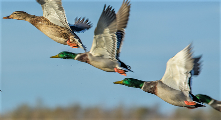 Avian influenza killing far fewer birds this year - Vimarsana News