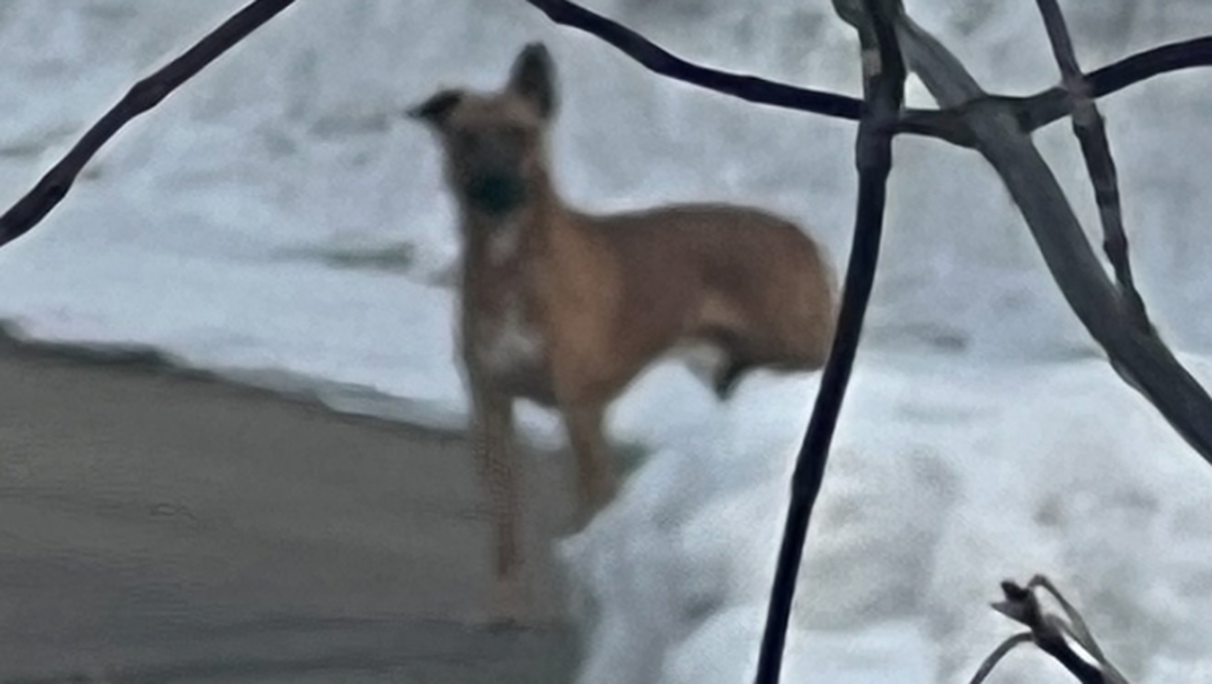 Report of dog that killed a dog in NW Jamestown under investigation - Vimarsana News