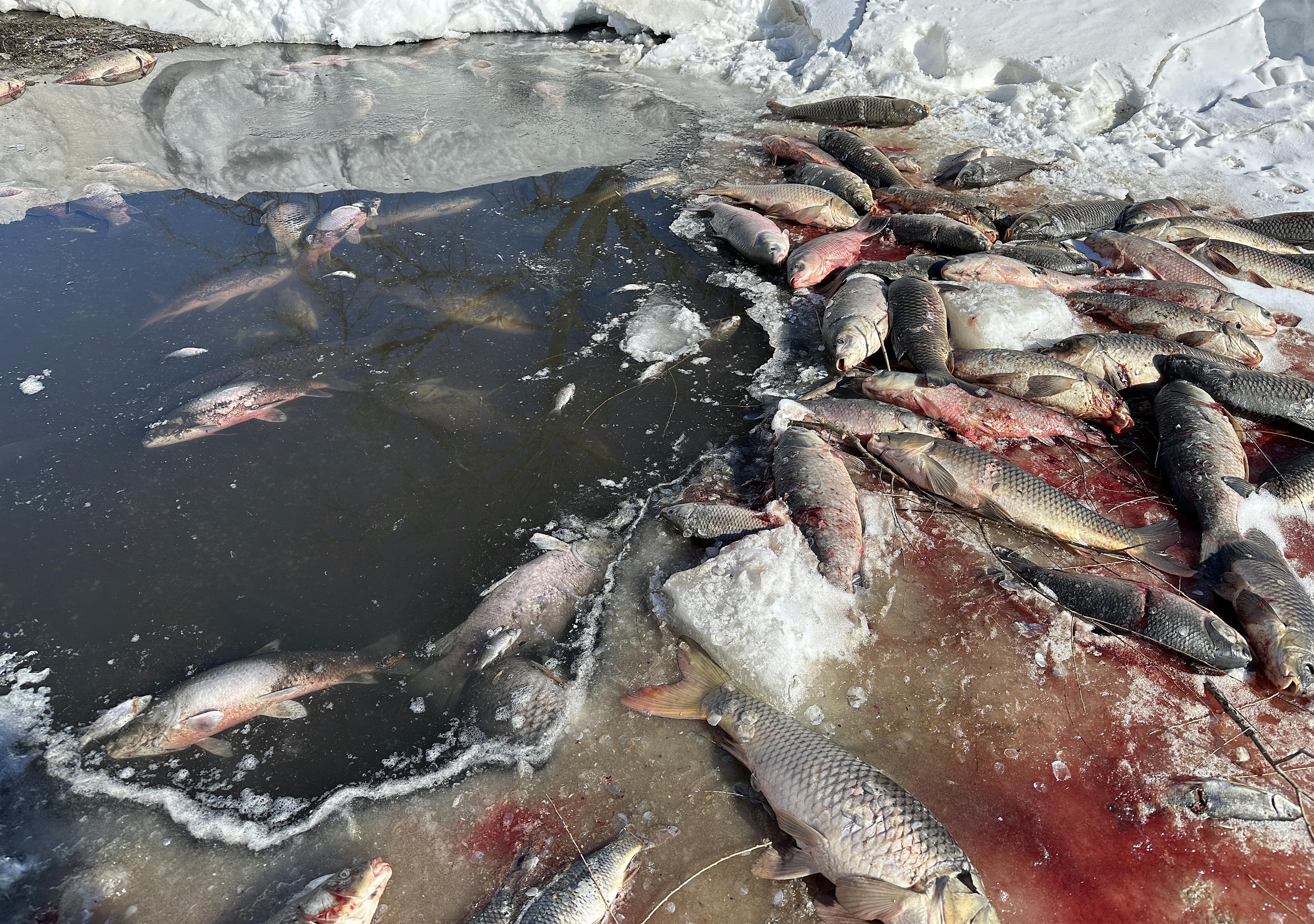 Southwest Minnesota's snow-covered shallow lakes suffering from low oxygen, leading to dead fish - Vimarsana News