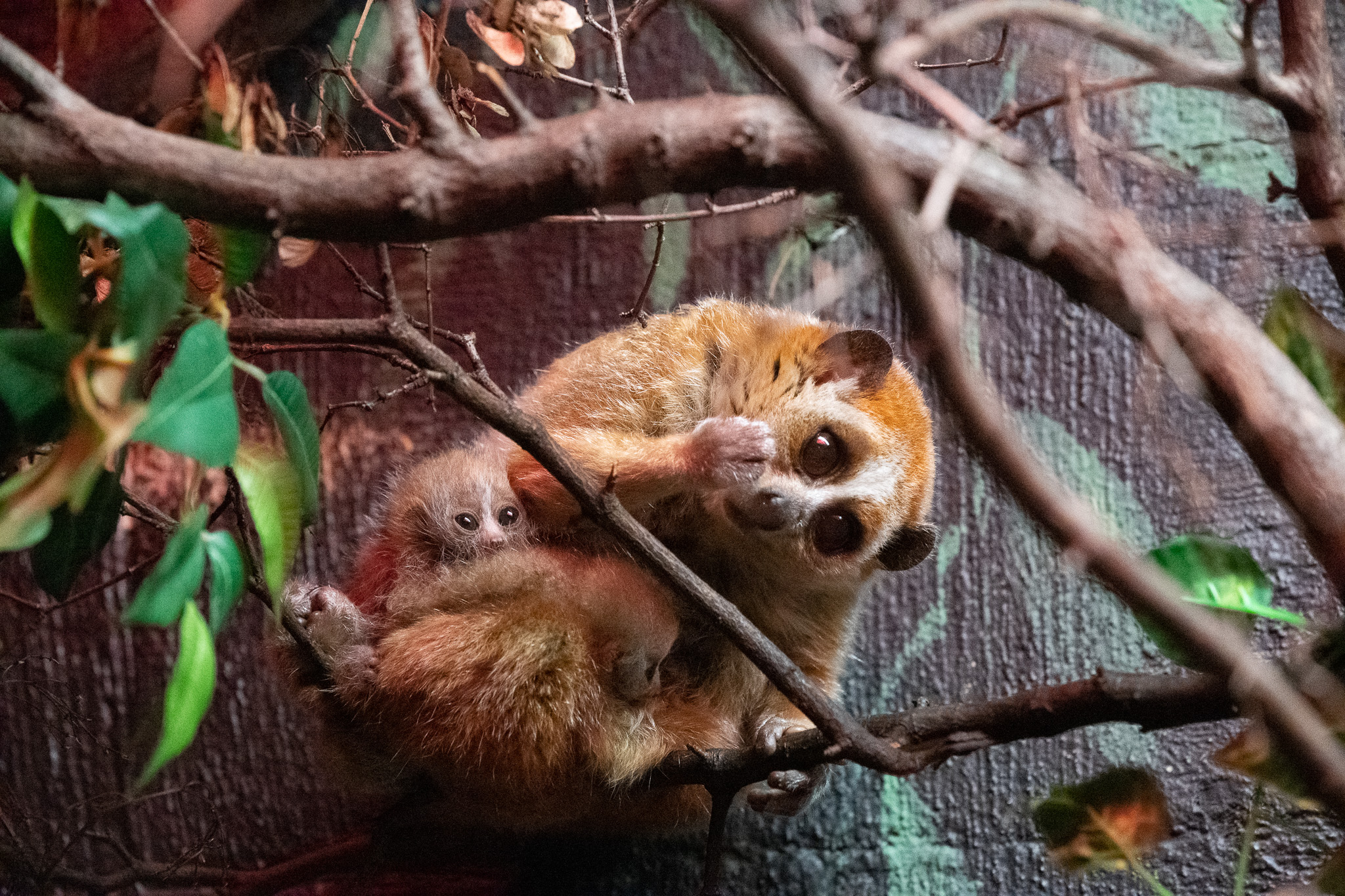 Duluth becoming a 'loris factory' as Lake Superior Zoo pair produce again - Vimarsana News