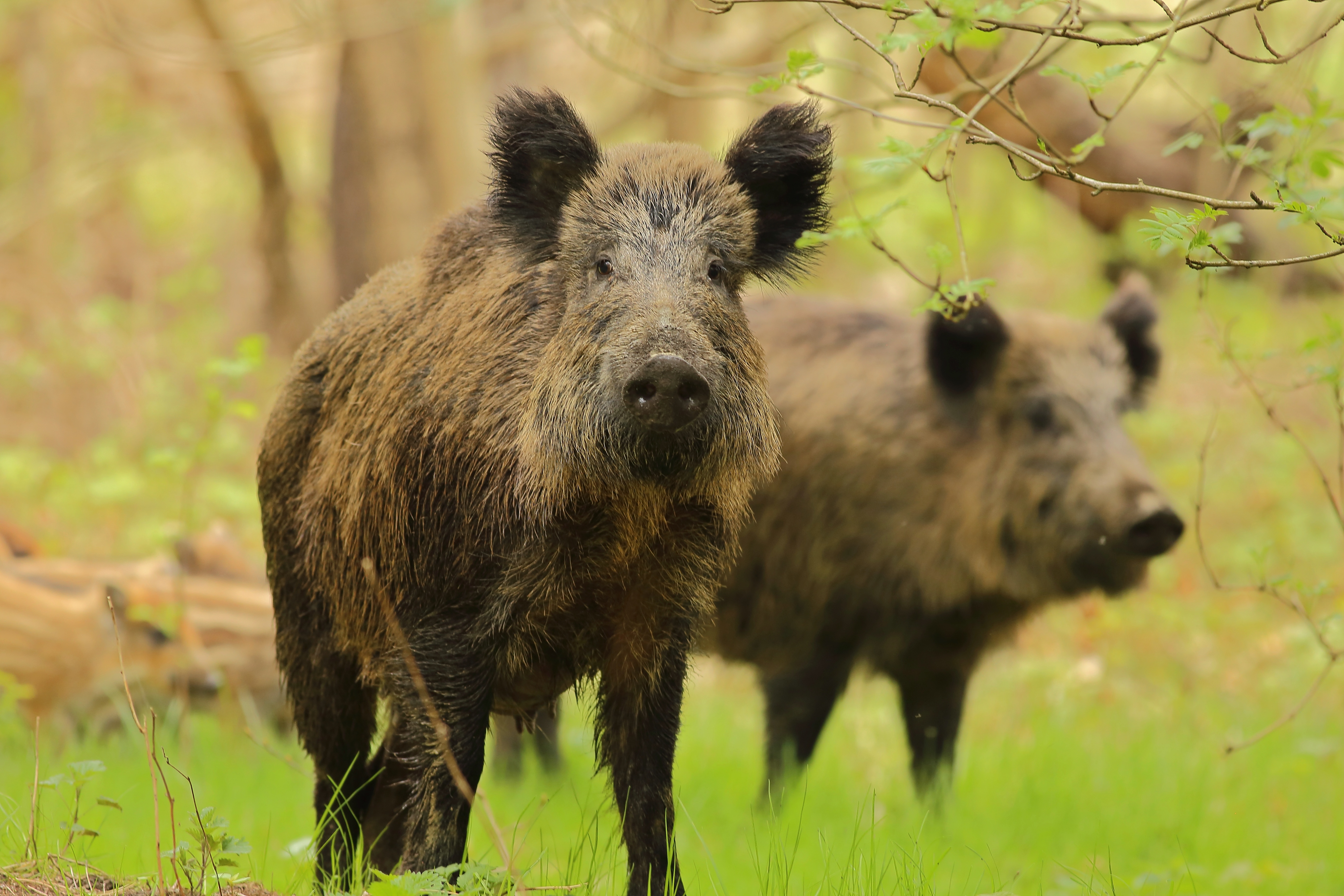 Feral hogs not in Minnesota, new state report finds - Vimarsana News