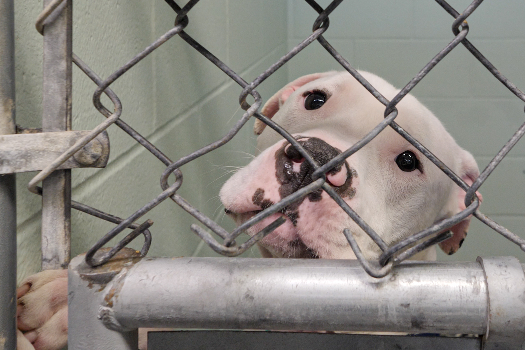 5 things to know today: Animal shelters, Aid bills, Case counts, Helping hand, Front teeth - Vimarsana News