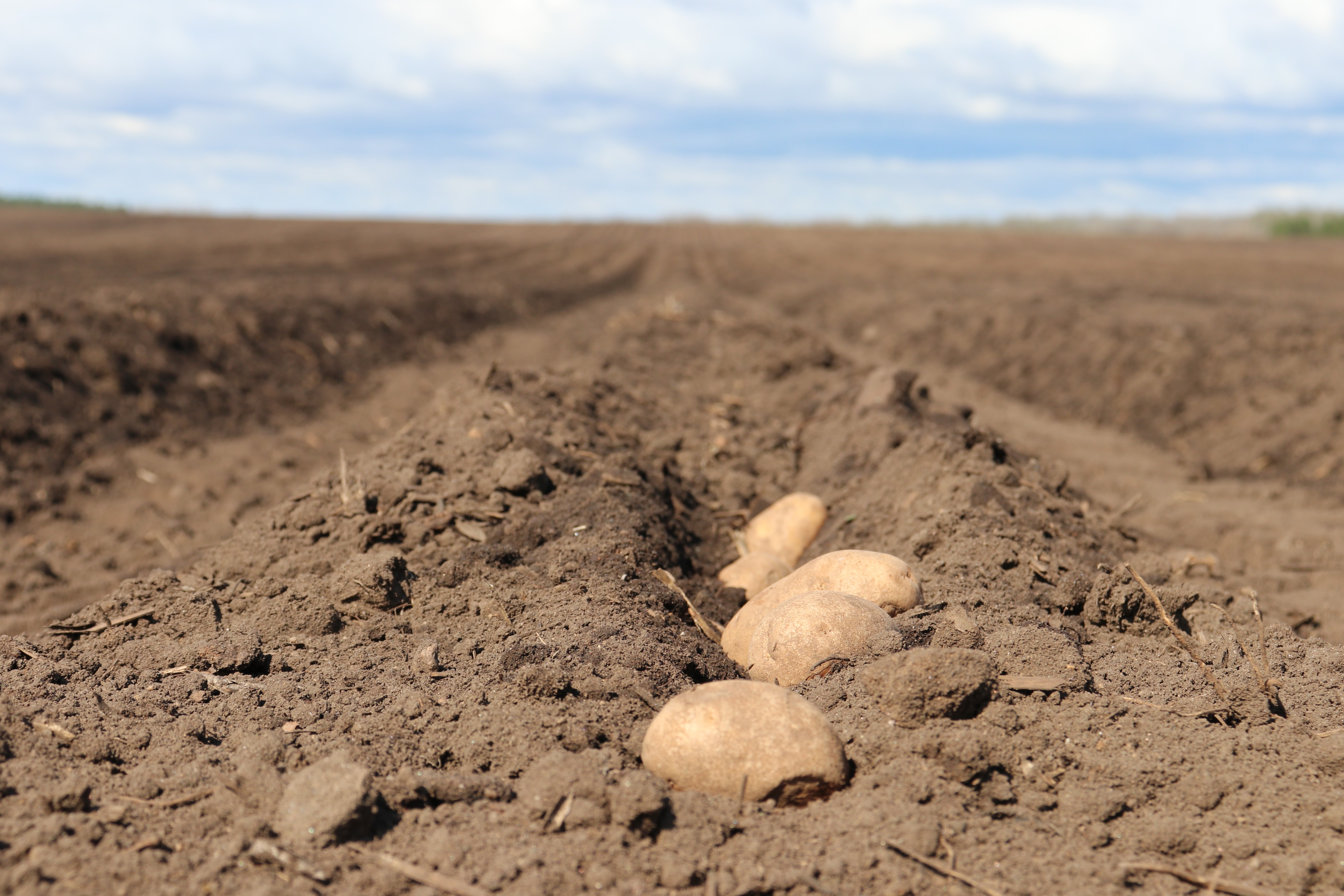 RDO marks 60 years of potato growing in Minnesota - Vimarsana News