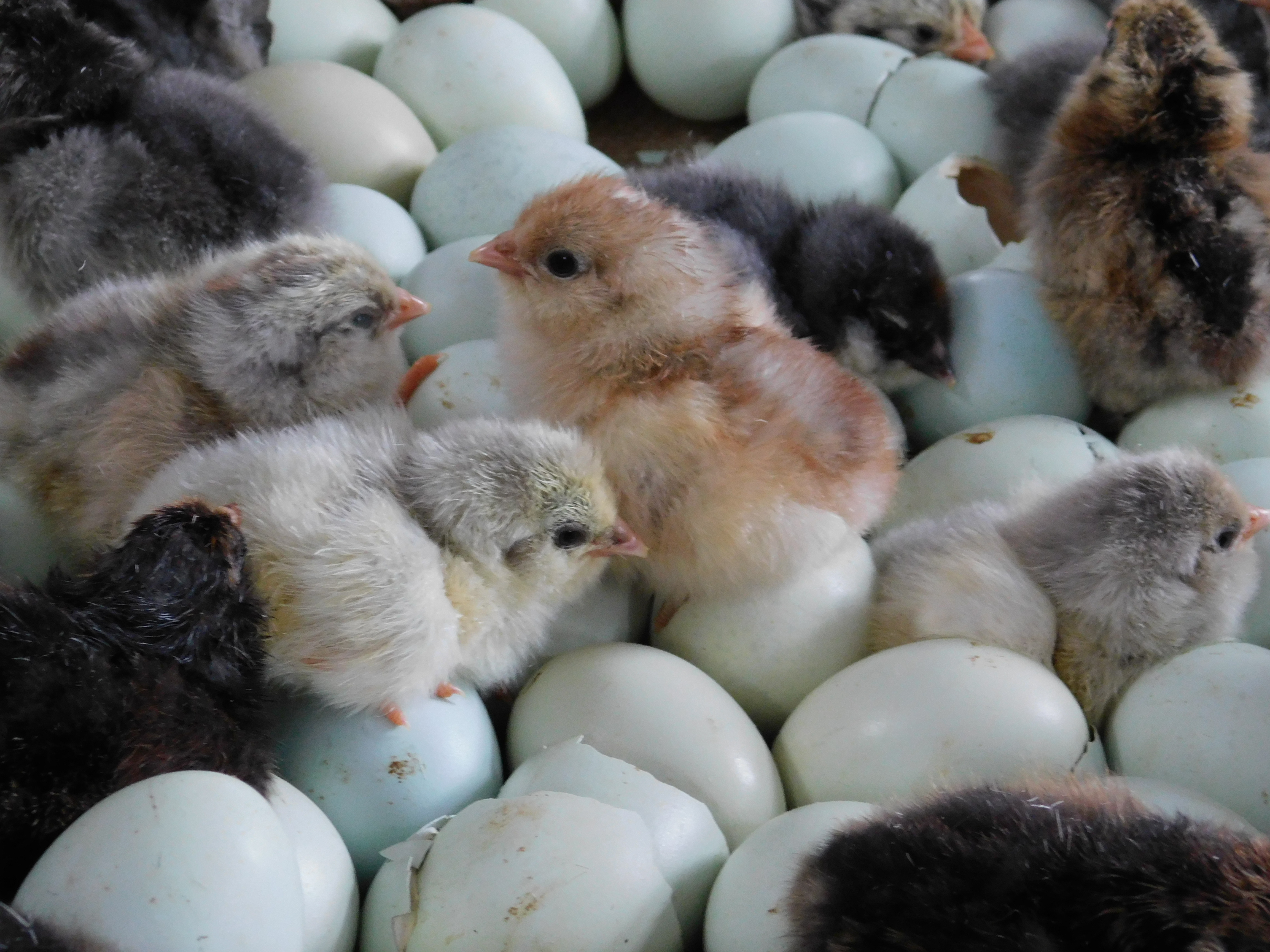 ACGC senior Hunter Dahline continues to expand his chicken hatchery business - Vimarsana News
