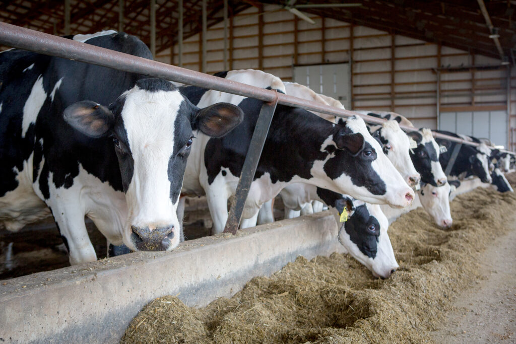 Bird flu threat looms for US cattle as southern states report infected herds - Vimarsana News