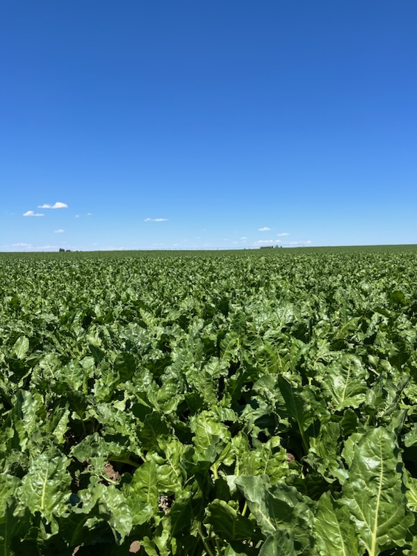 U.S. sugarbeet crop appears poised to produce good yields - Vimarsana News