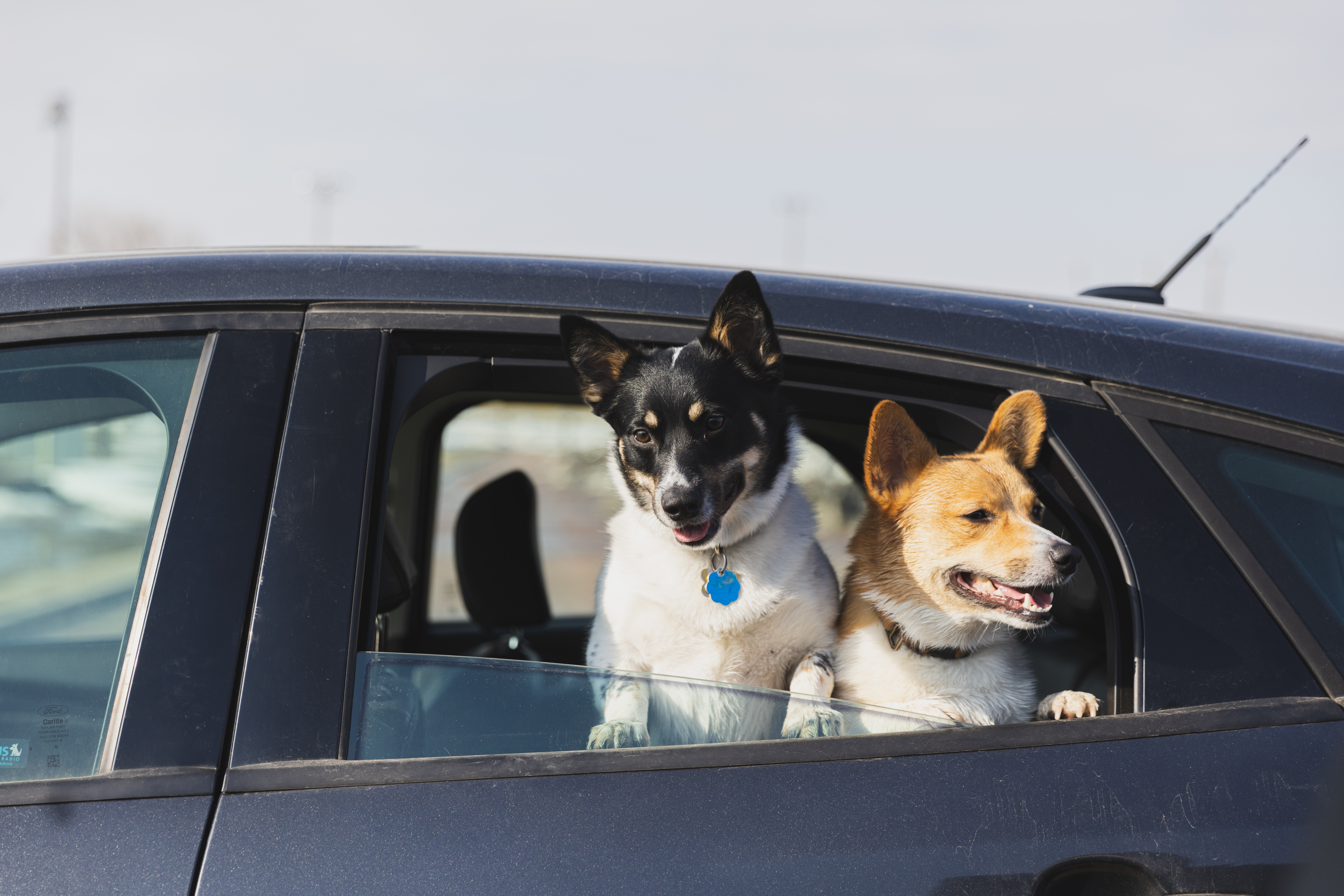 With spring weather on the way, pet owners urged to keep an eye on dog health - Vimarsana News