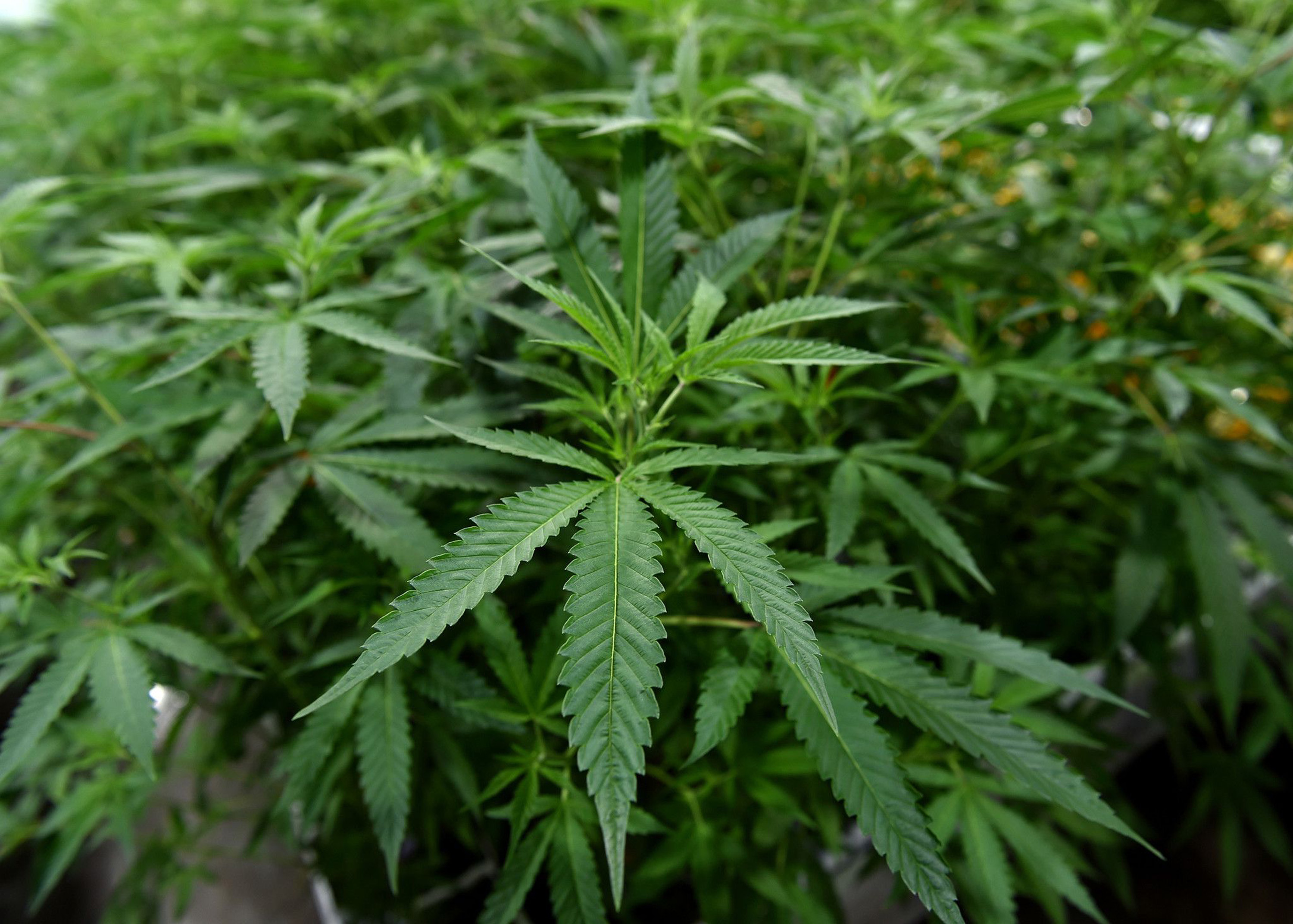 Olmsted County bans public cannabis use - Vimarsana News