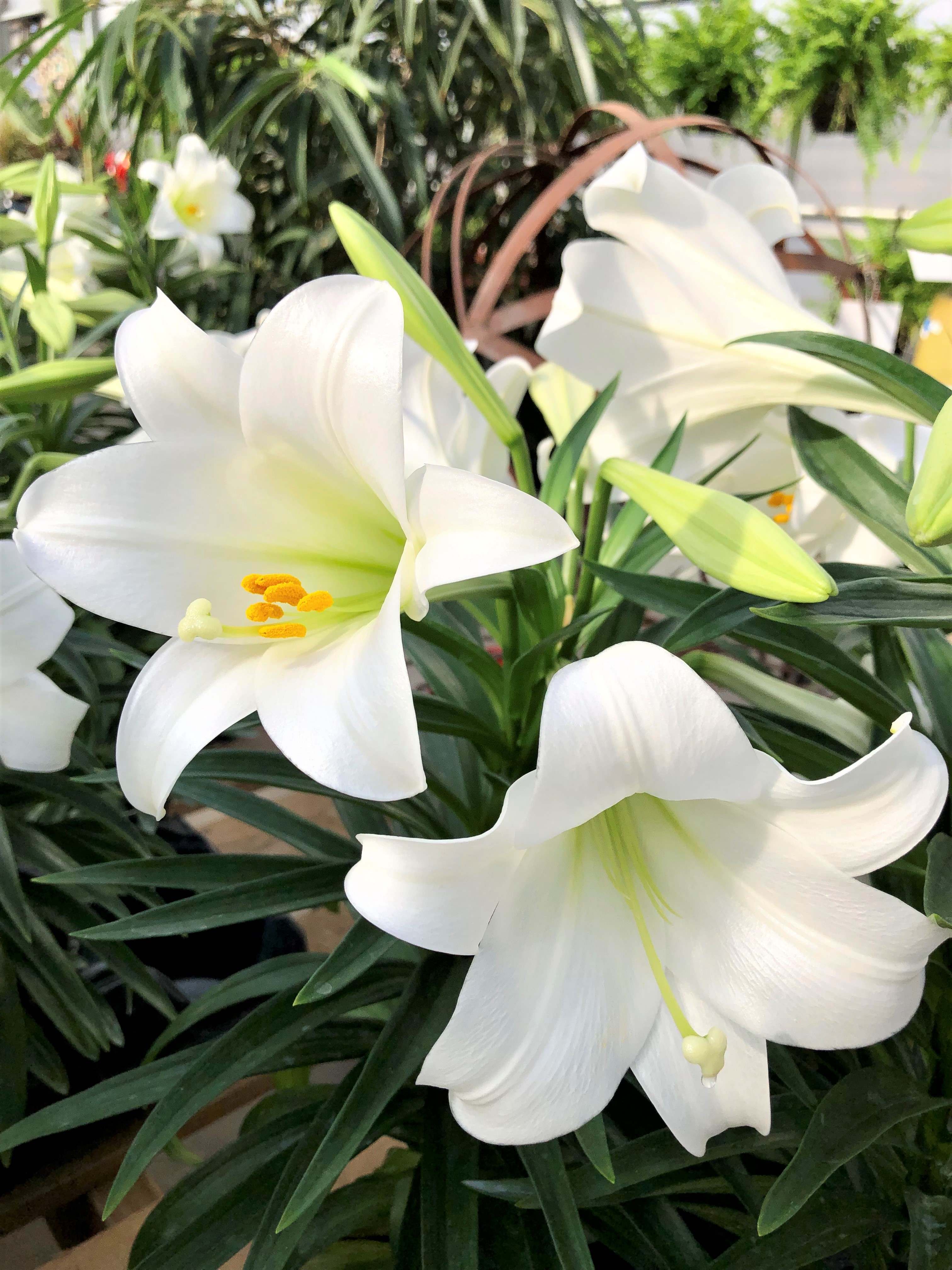 Spring Home: Bergen's Greenhouses is a big player in spring plants across the region - Vimarsana News