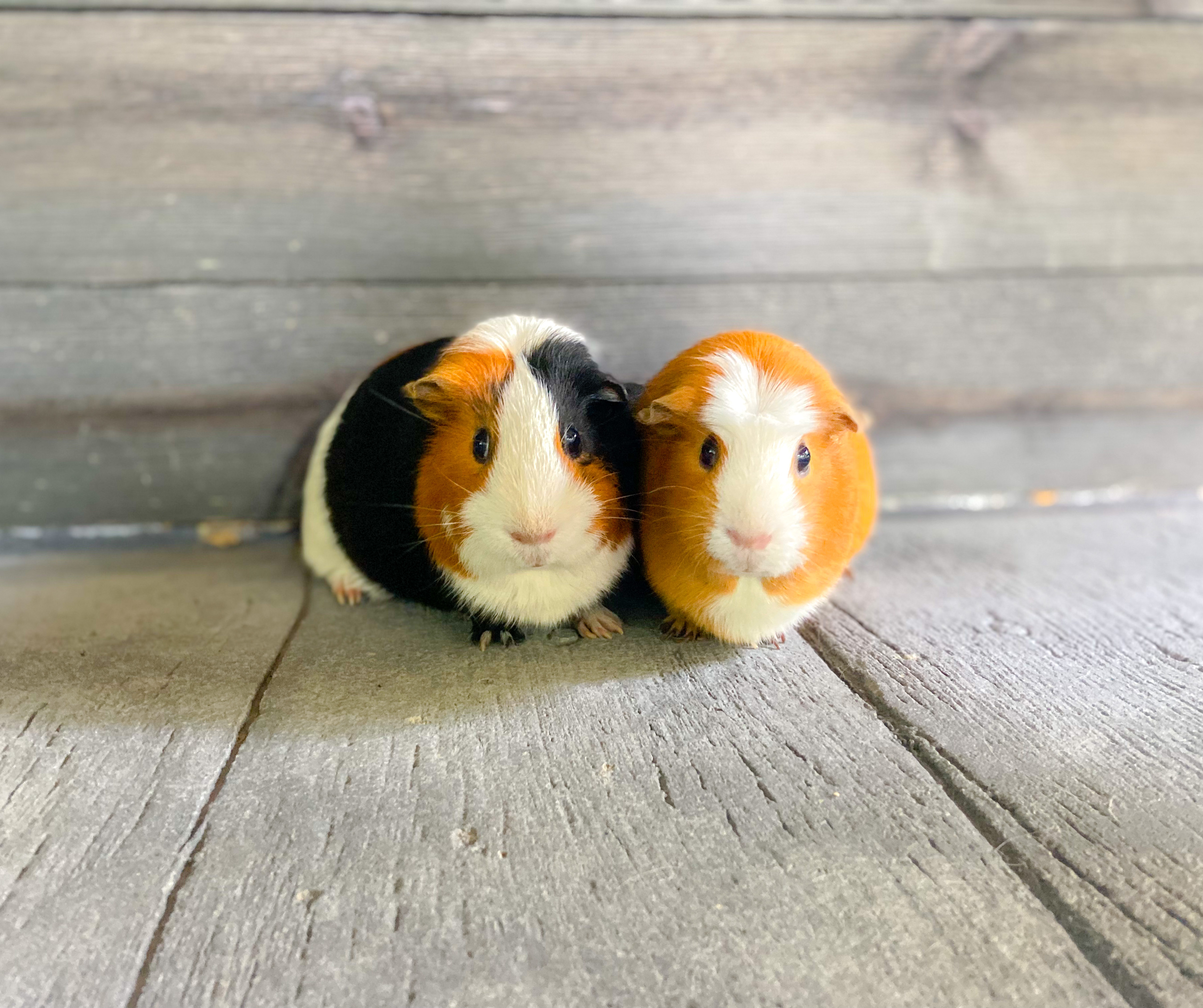 Dolly and Penny the pandemic pets are still going strong three years later - Vimarsana News