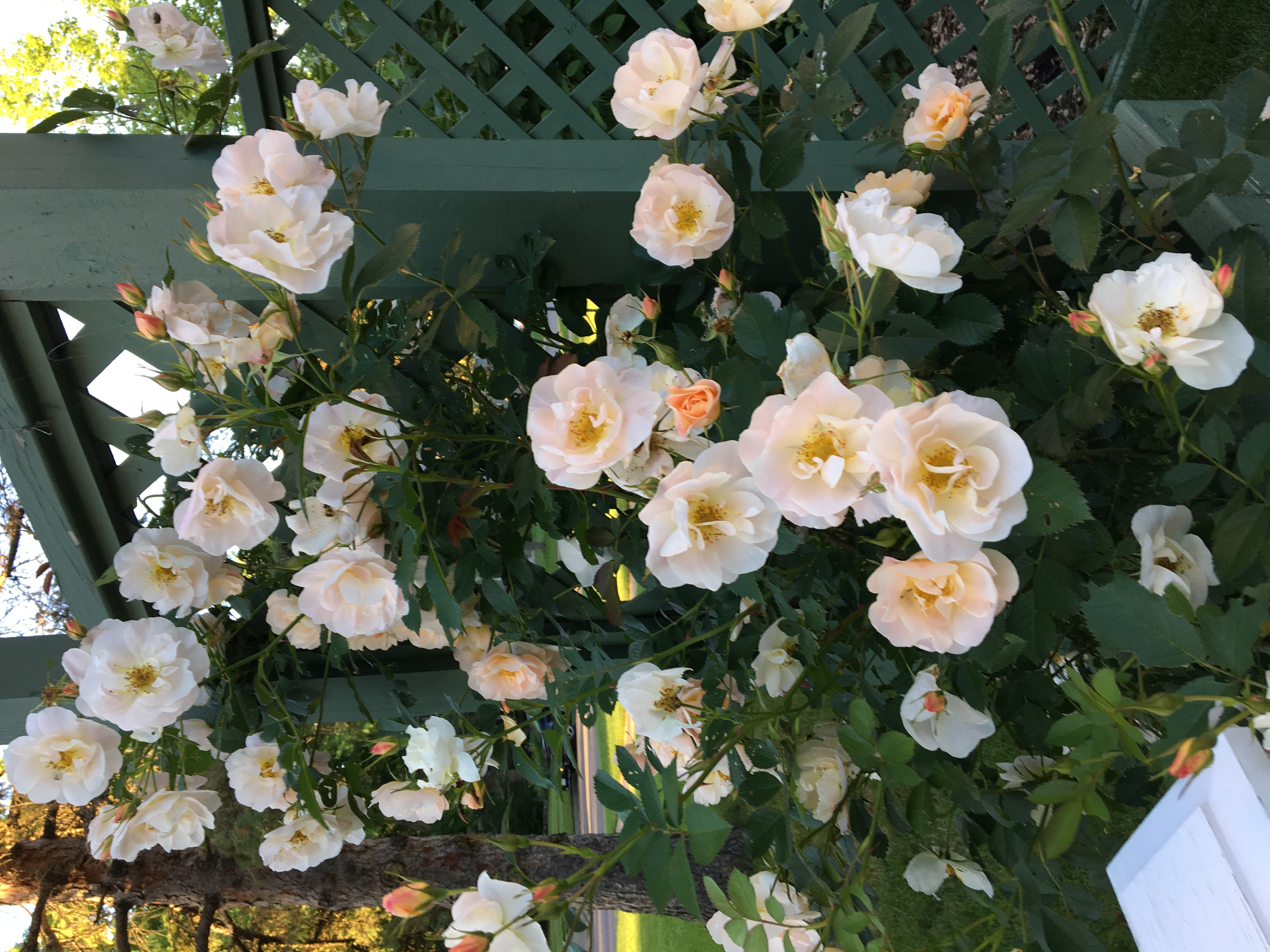 Ask the Master Gardener: Sharp thorns aside, climbing roses are not hard to grow - Vimarsana News