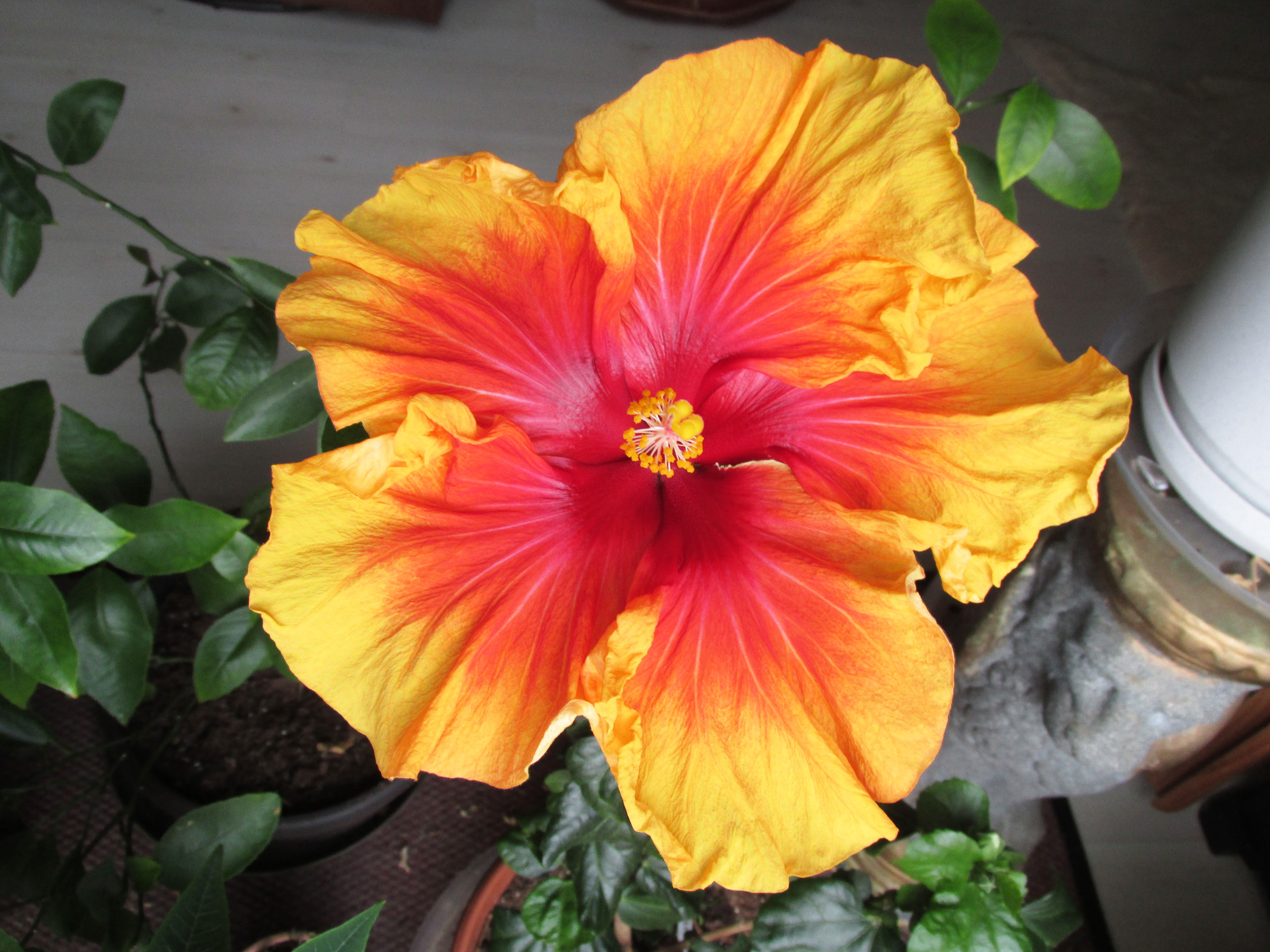 Blooming plants bring life to the indoors - Vimarsana News