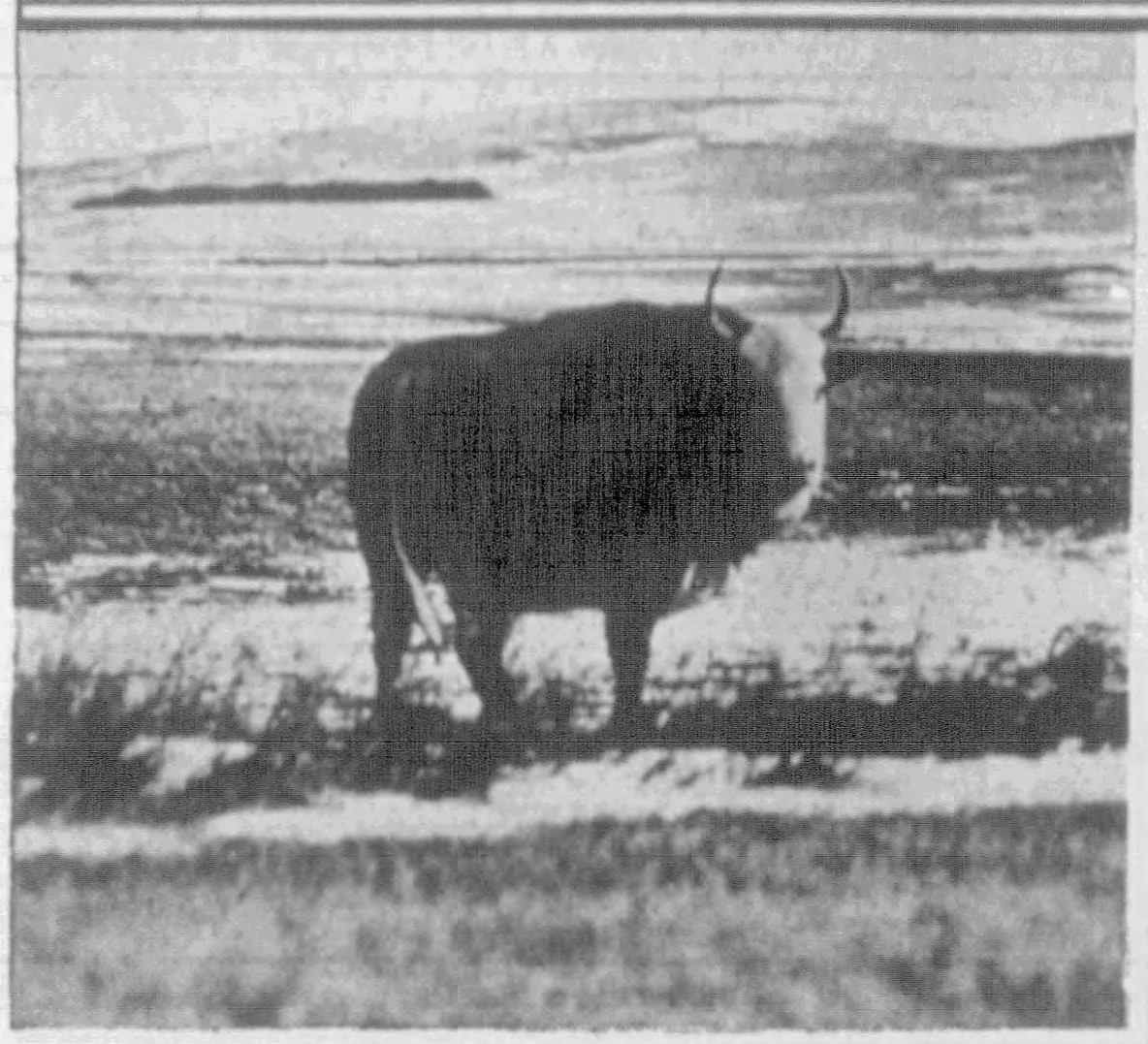 The ballad of Traveling Jenny, the legendary North Dakota 'super cow' - Vimarsana News