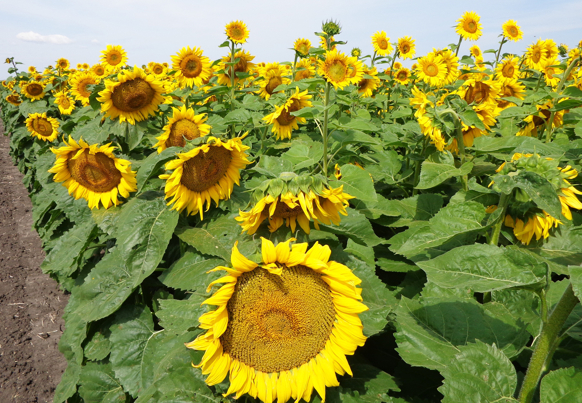 NDSU sunflower production update set for March 21 - Vimarsana News