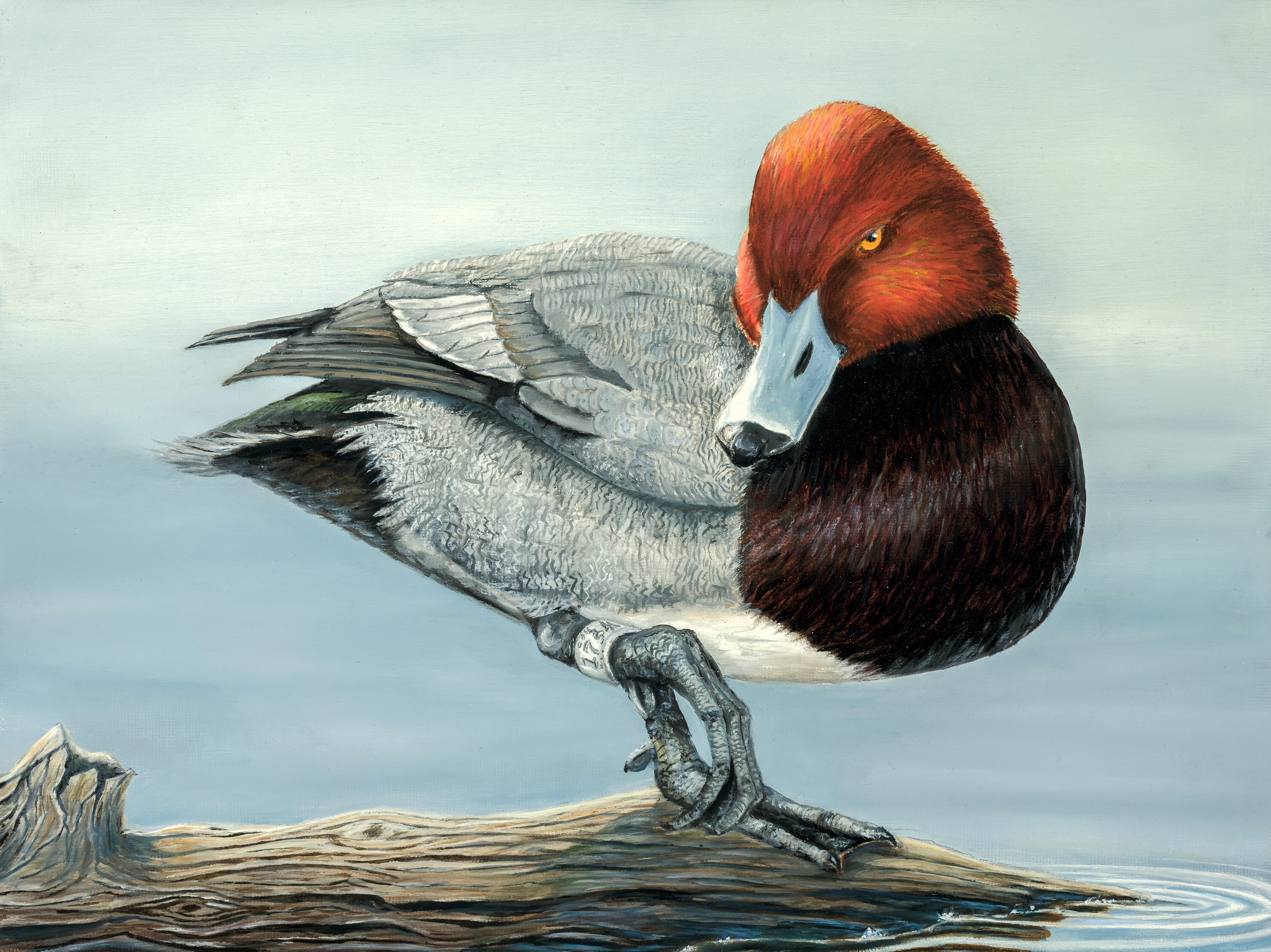 Hartung is runner-up in Minnesota Junior Duck Stamp Contest - Vimarsana News