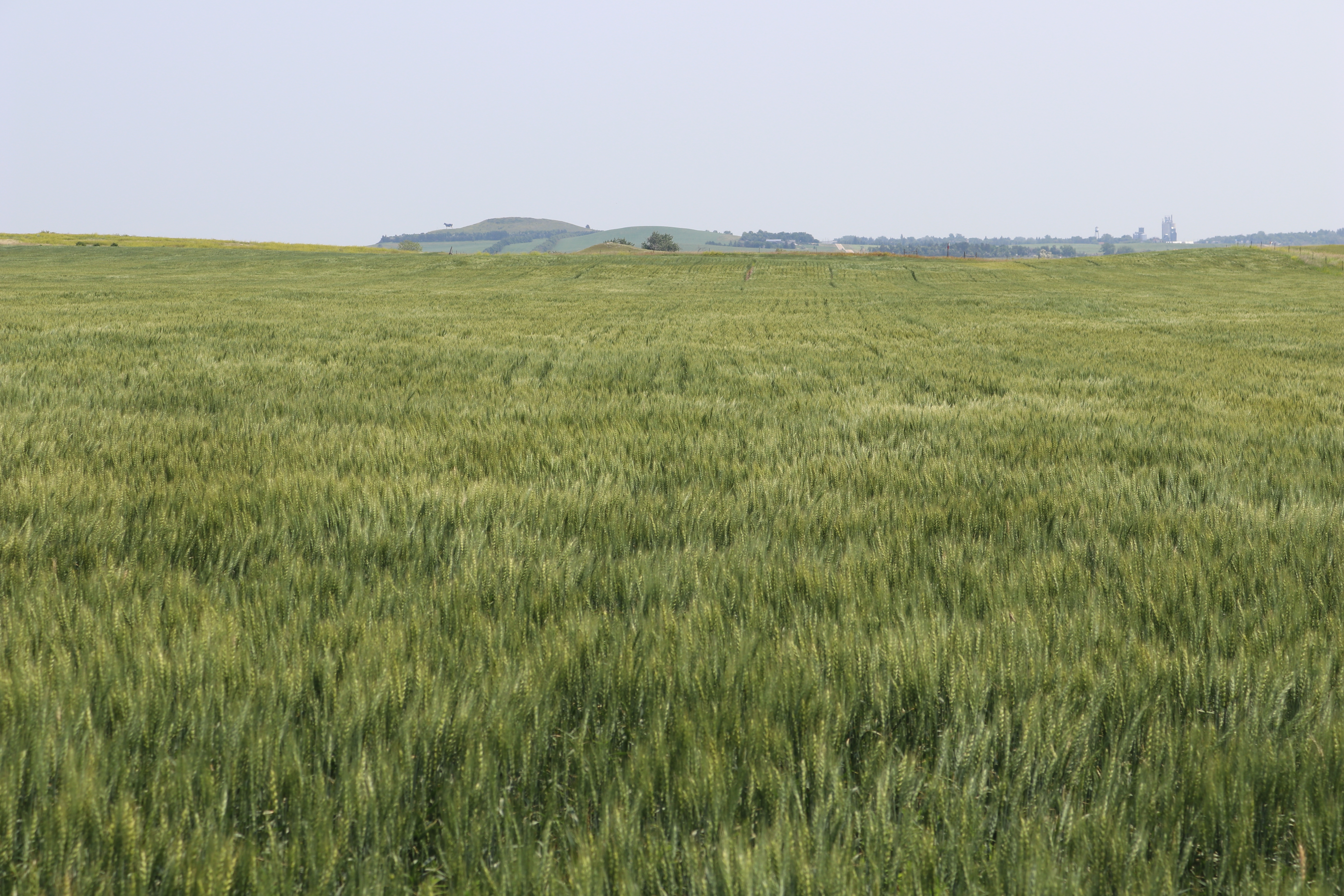 Central North Dakota wheat hanging in there after slow start and hot June - Vimarsana News
