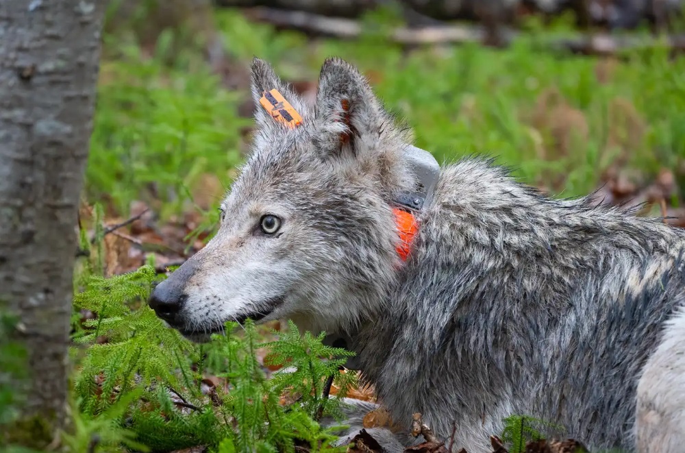 Research reveals more secrets of Minnesota's wolves - Vimarsana News
