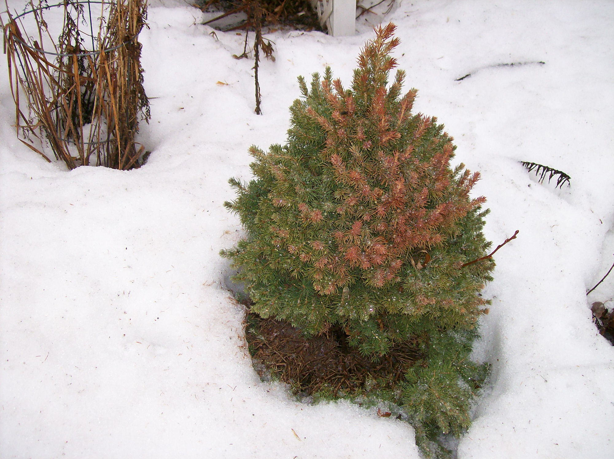Winter burn can be one of spring's harsh realities - Vimarsana News