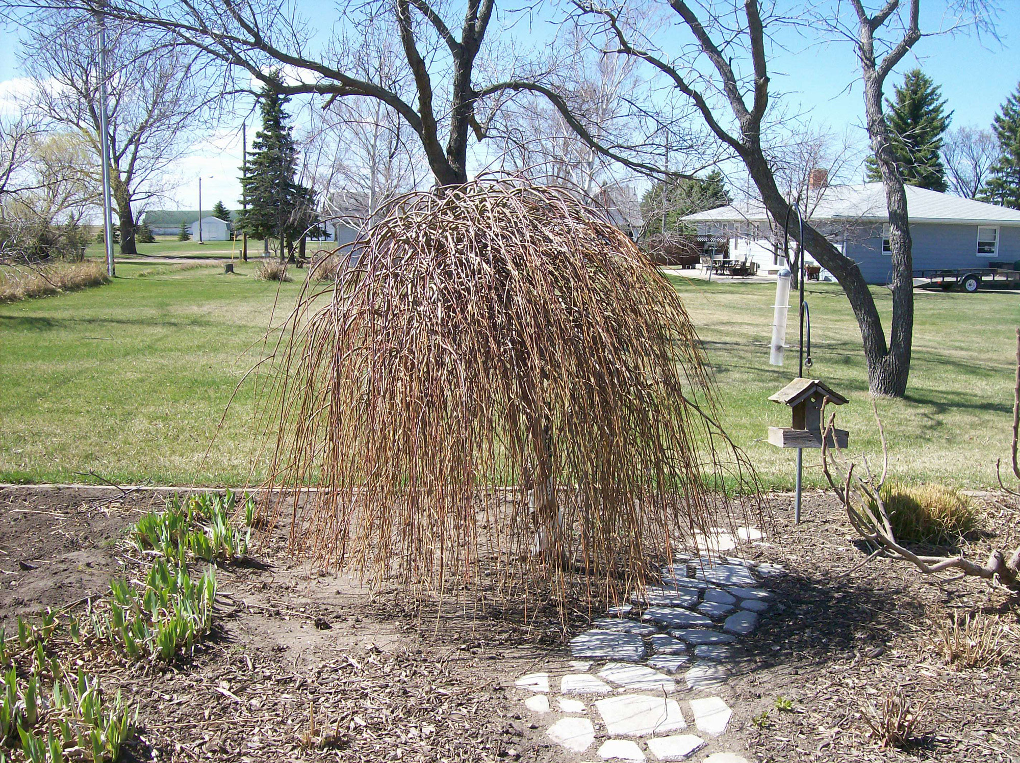 Weeping form adds a new dimension to the garden - Vimarsana News