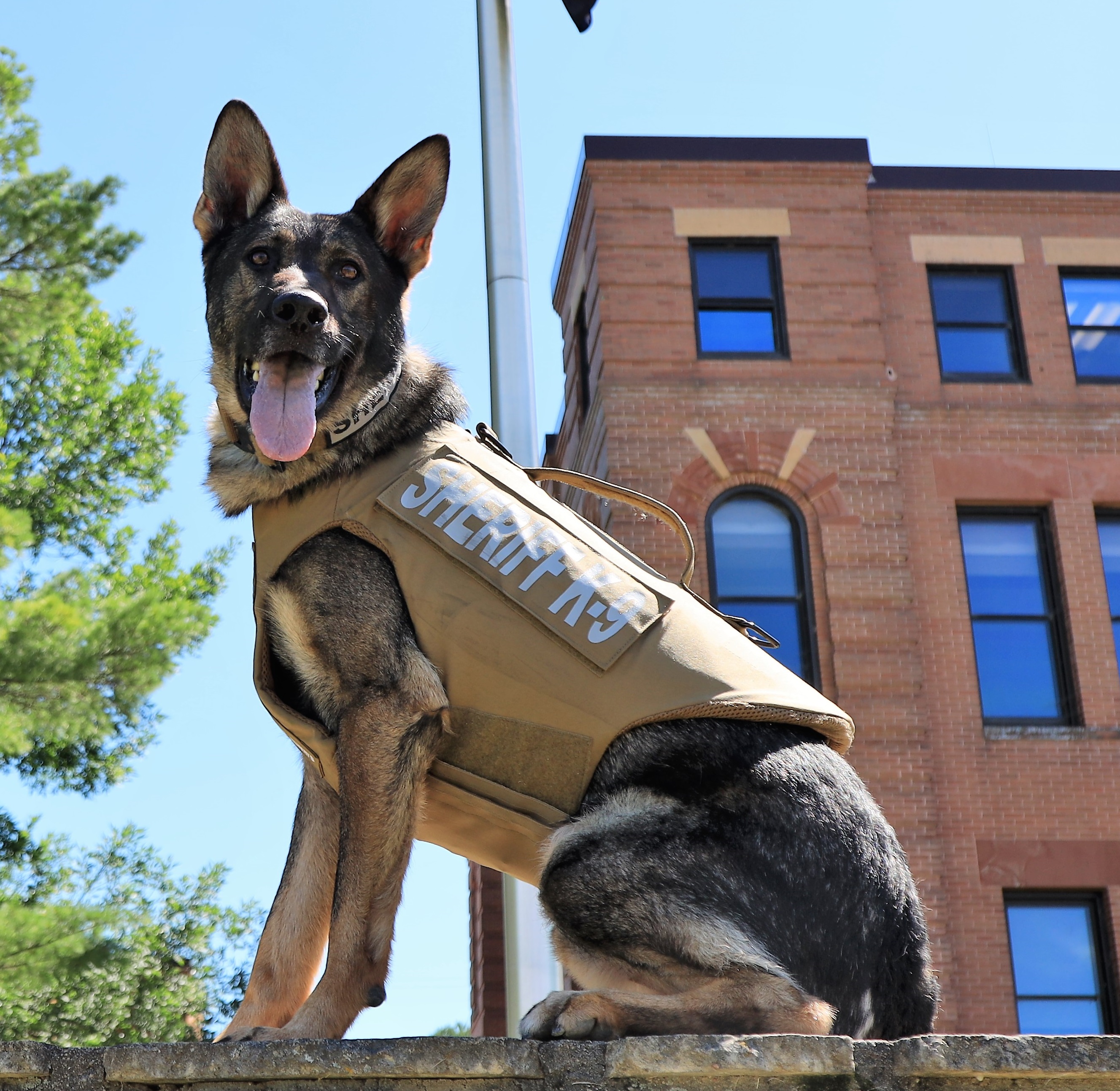 Cass County K9 hospitalized after assault with metal pipe - Vimarsana News