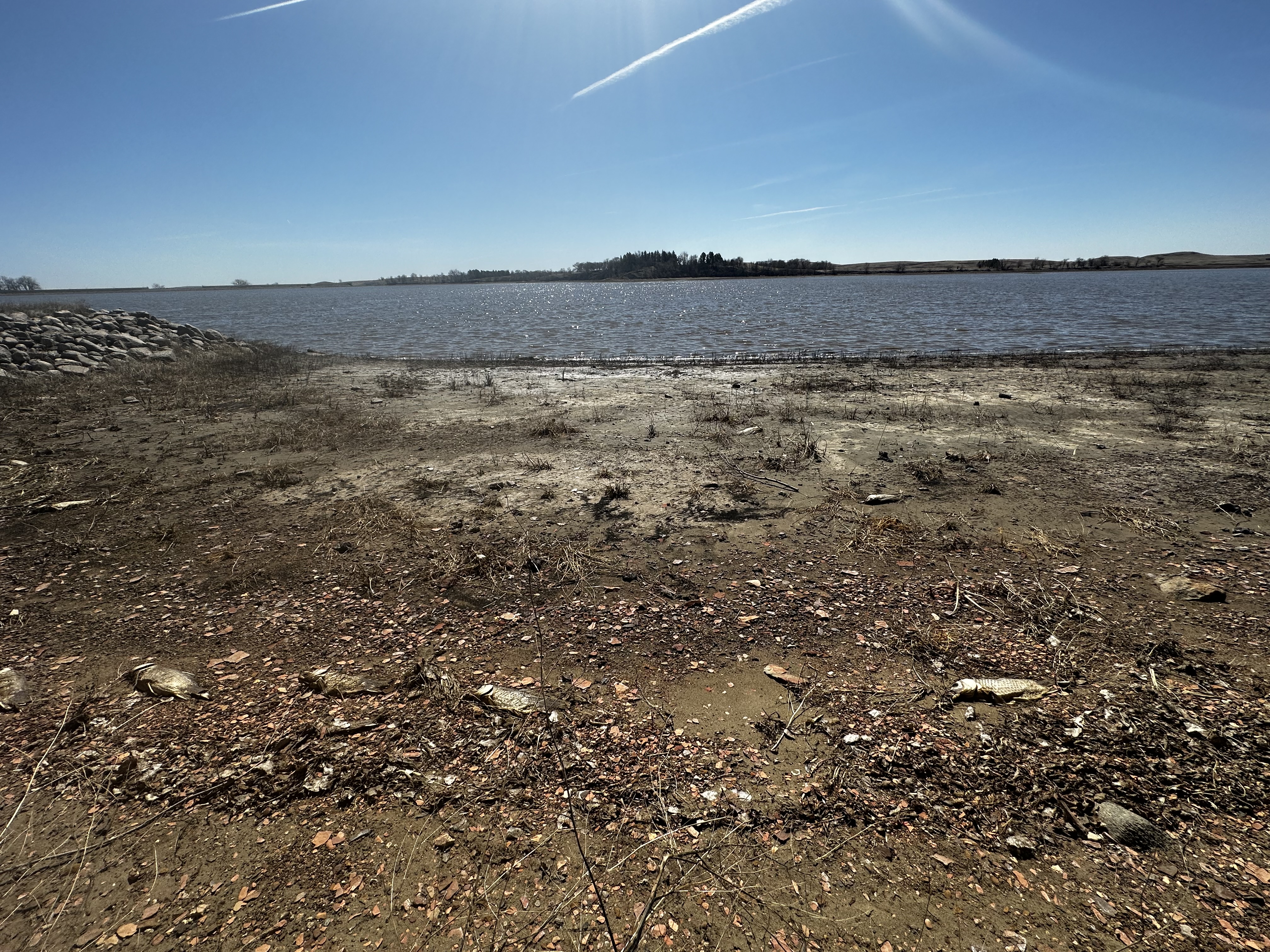 "Thousands of dead fish" Citizens vent concerns about Lake Ilo - Vimarsana News