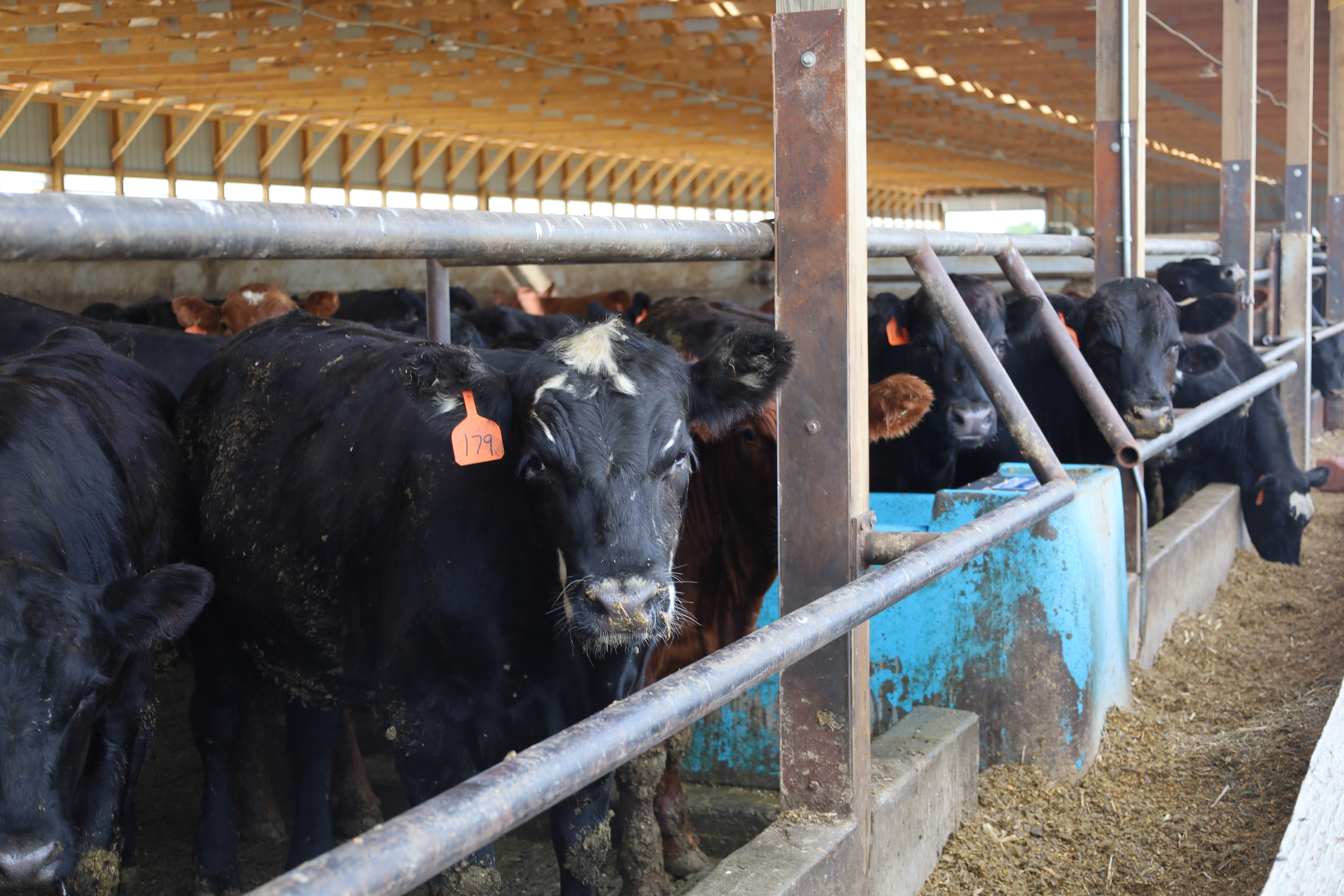 Dairy-beef cross cattle could soon make up 15% of beef market - Vimarsana News